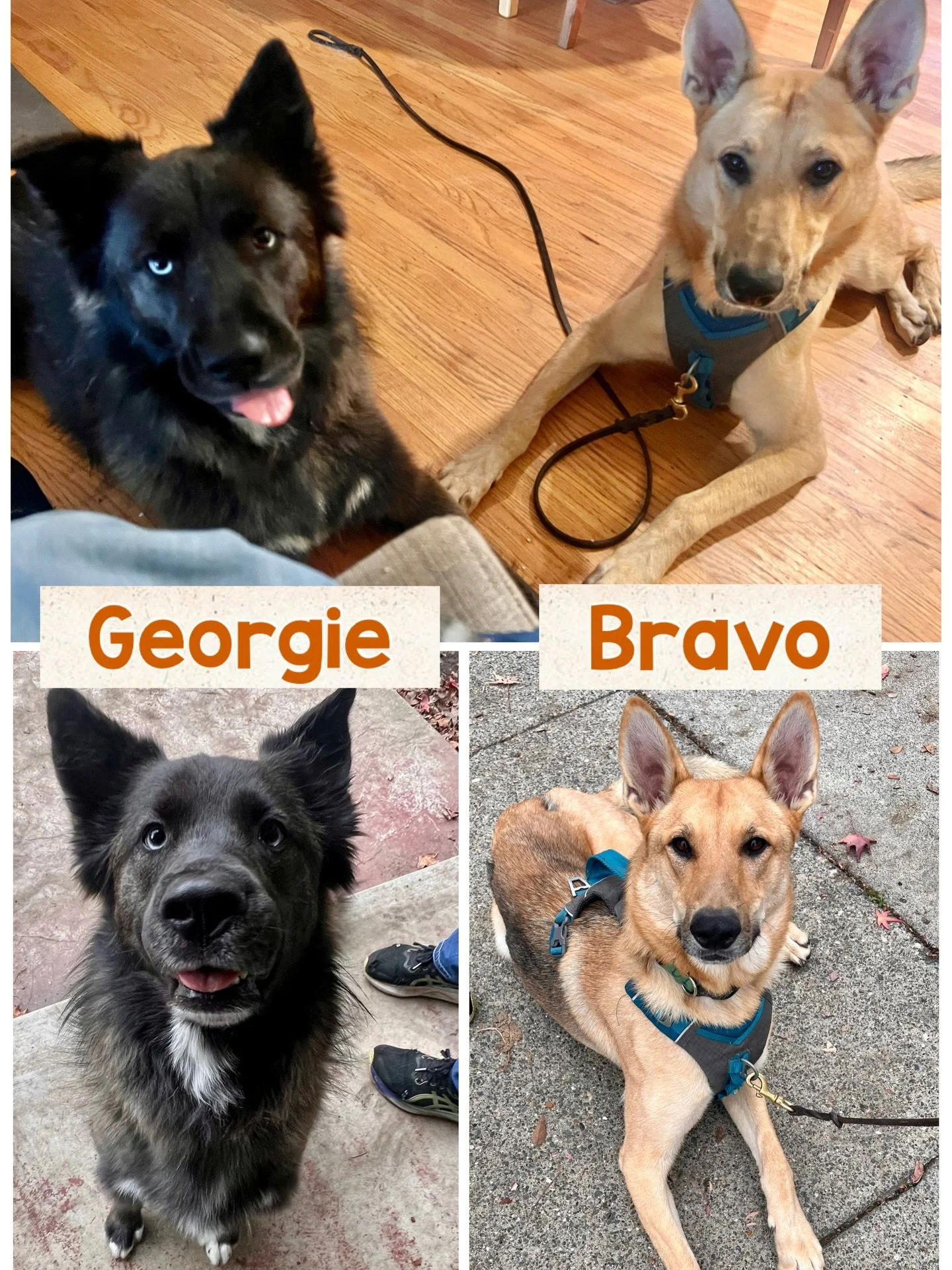 Who remembers Georgie?? She was one of our recent fosters, adopted by our great friends Karla and Tony (who previously adopted our beloved Annie Bear who is now barking at and bossing around all the other dog angels in dog heaven). Today, I had the o