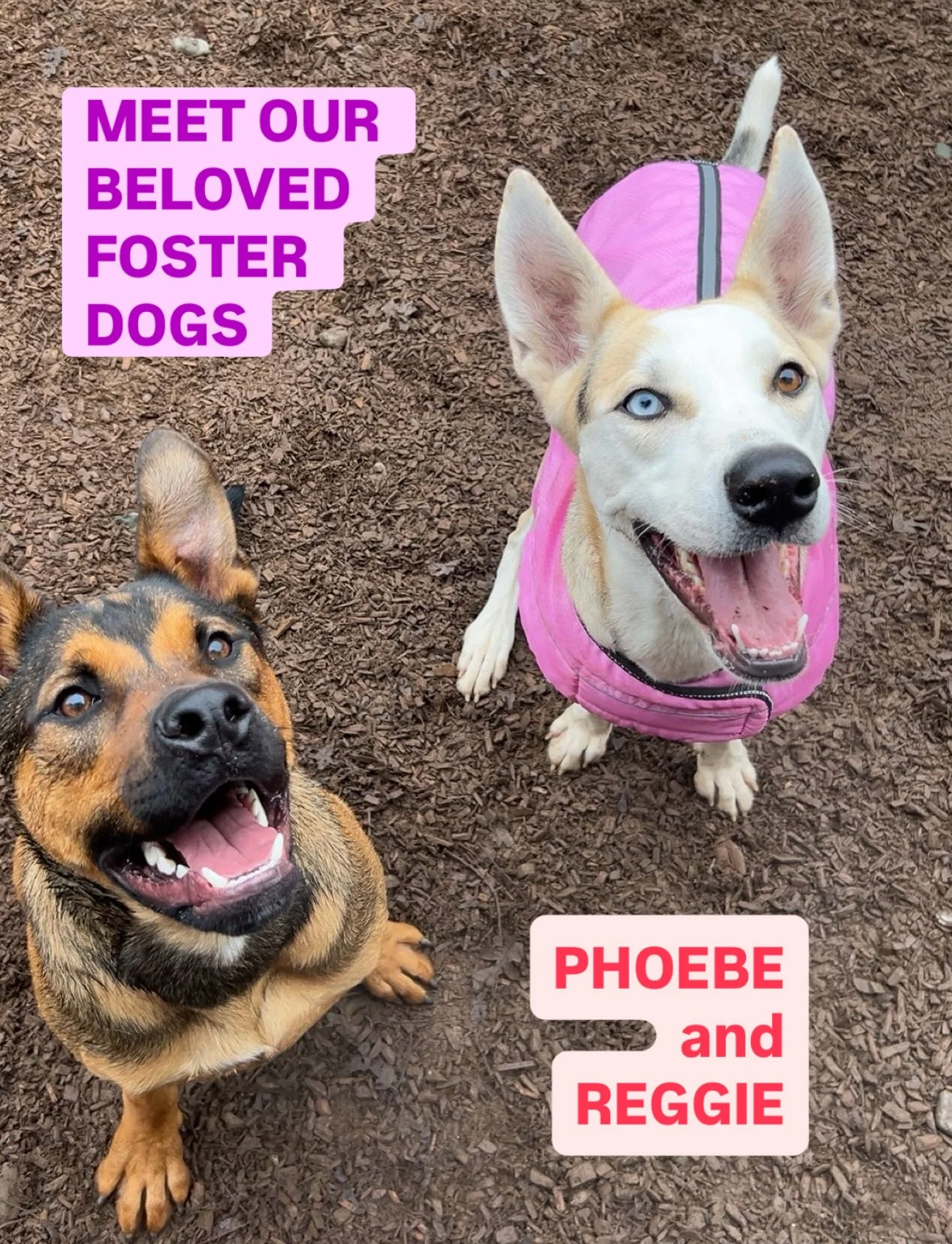 Look at these smiles! Our beloved foster dogs, Phoebe and Reggie, are here to wish you the happiest Thanksgiving. They, along with all our resort guests, are having a fabulous day. 

We&rsquo;d love to smile back at these two forever - but even more,