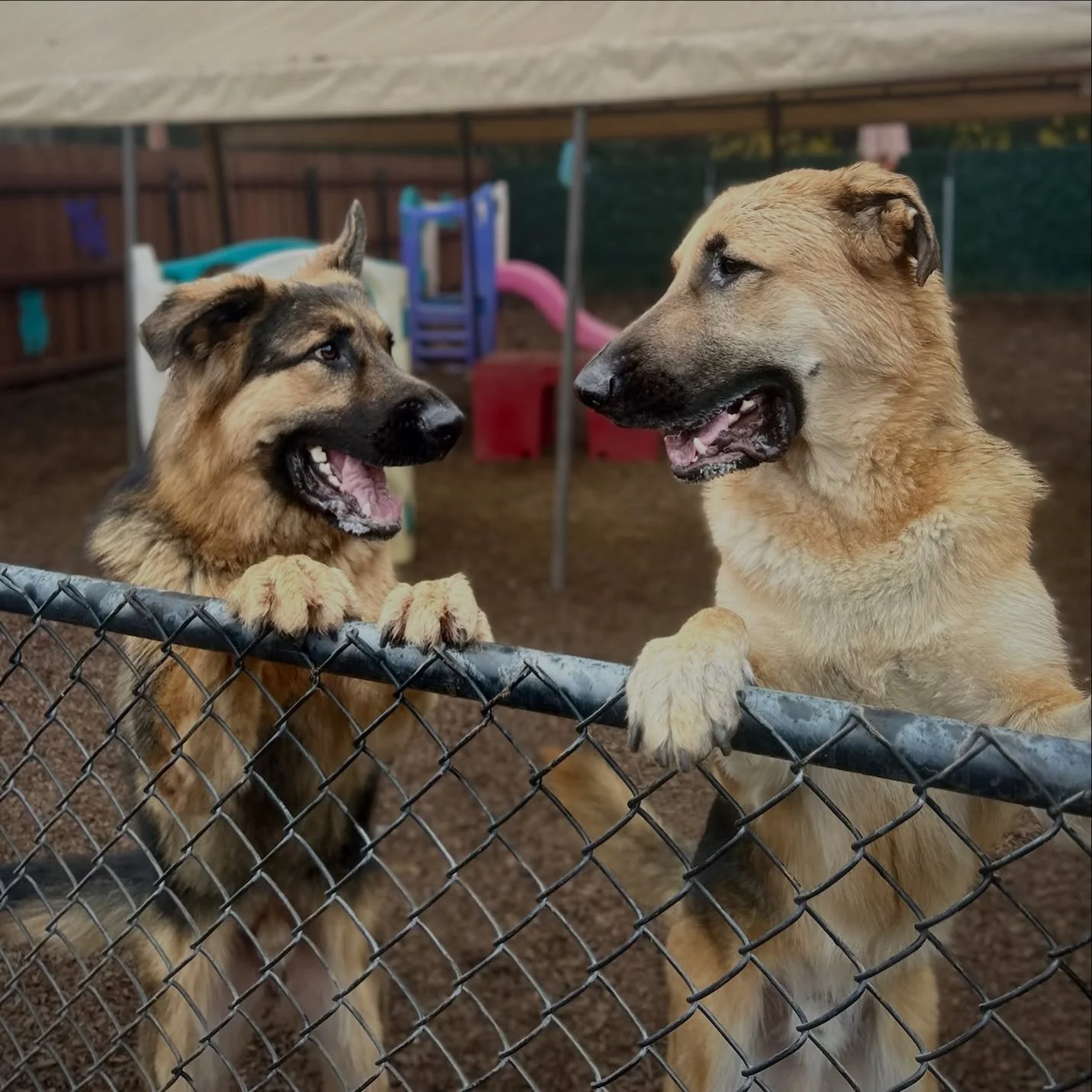 Dog Jokes!

Trooper: &ldquo;Hey Ranger, how come dogs are such clumsy dancers?&rdquo;

Ranger: &ldquo;Ummmm&hellip;. Hmmm&hellip;. Lemme think&hellip;.&rdquo;

#dogjokes #thecanineconnection #chicocanineconnection #canineconnection #dogresort #dogenr
