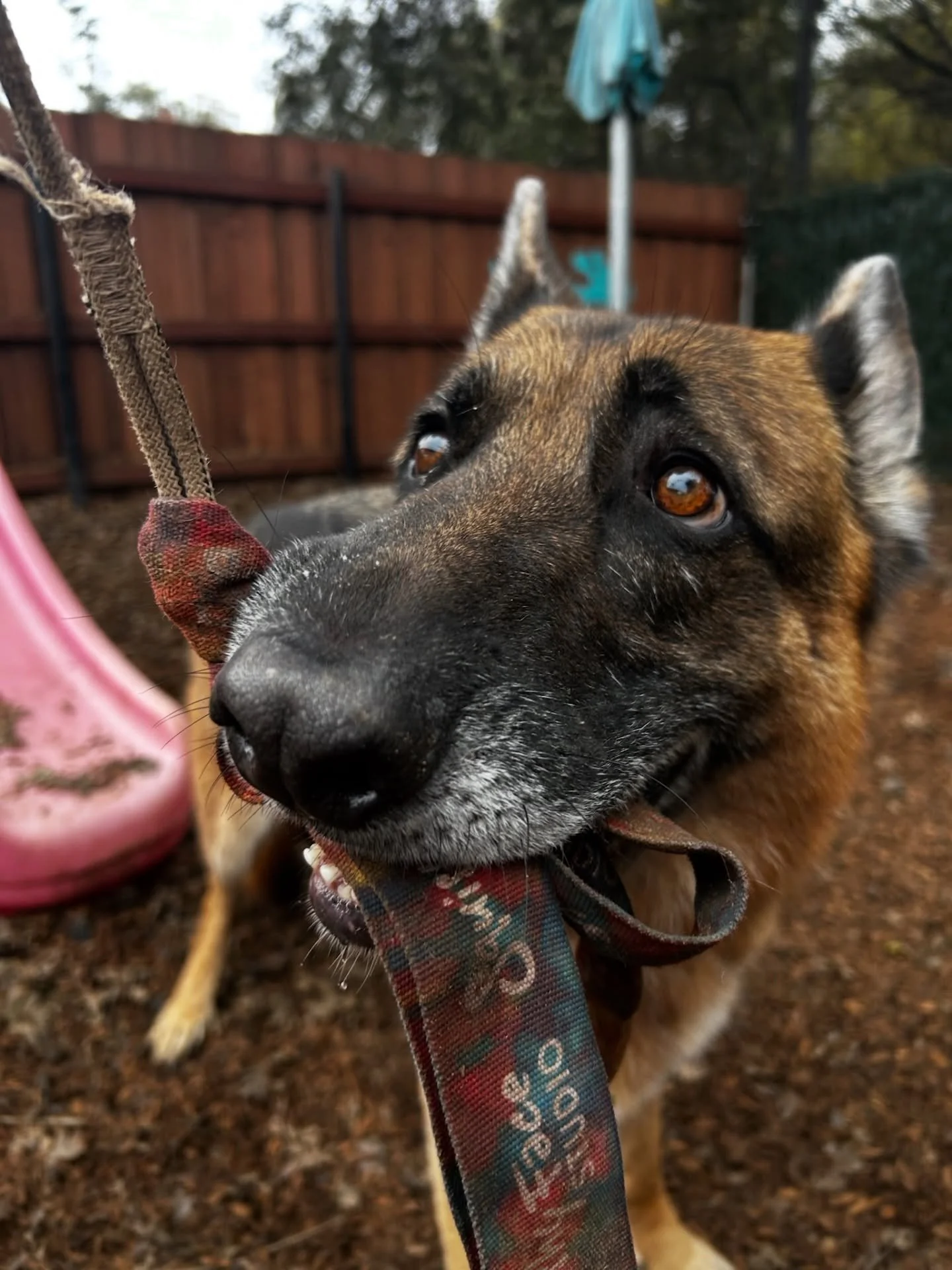 Usually, the flirt pole evades capture. But this time, Leonidas scored. #flirtpole #dogenrichment #squishyfacestudio #thecanineconnection #chicocanineconnection #canineconnection #dogresort #dogsofthecanineconnection