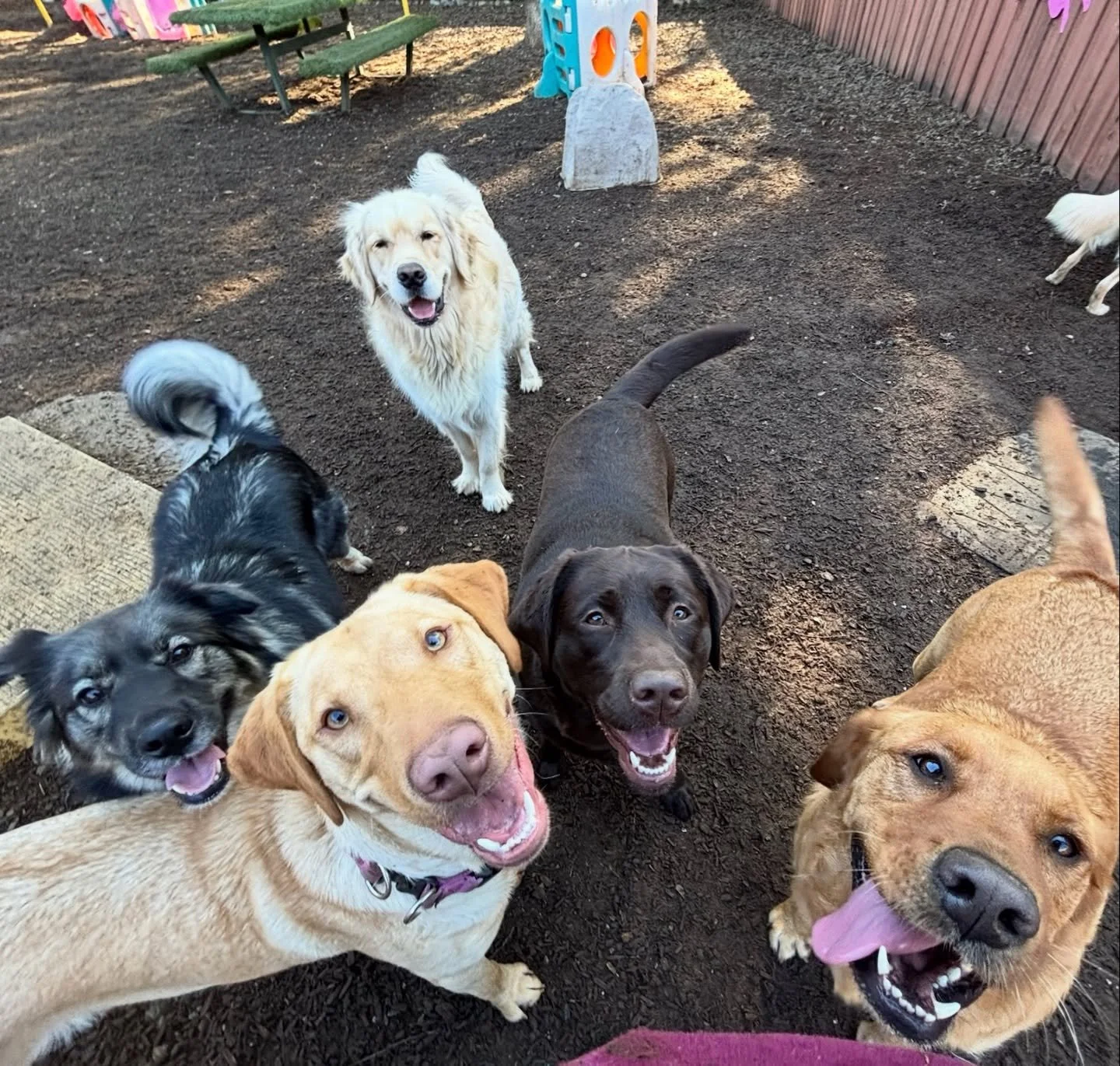 Look at these playful pooches! Happy Monday to all!
#thecanineconnection
#chicocanineconnection #canineconnection #dogresort #dogsofthecanineconnection #playfulpooch