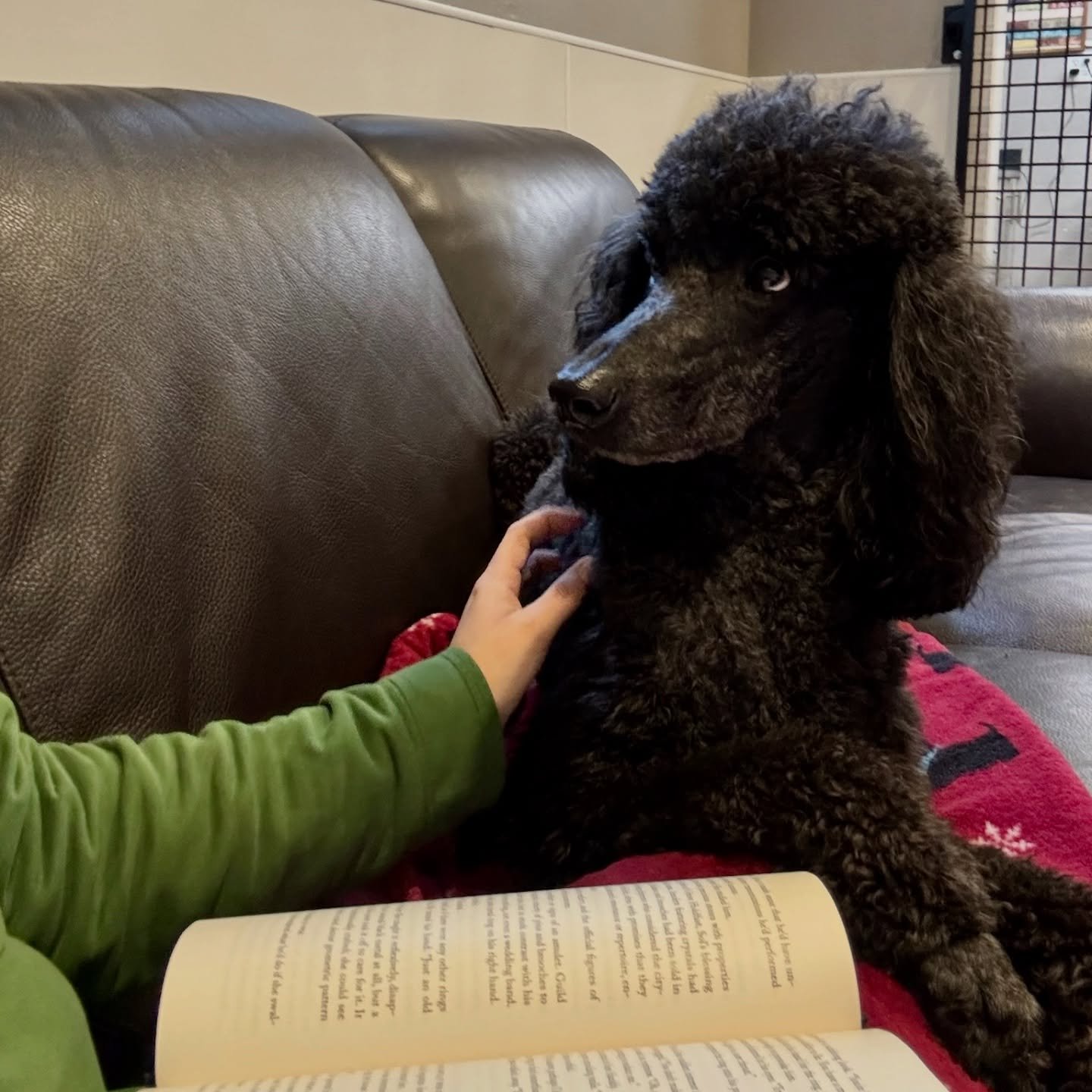 Tuesday book club. VIP Taki thinks this time with Coach Lindsay is pretty special.

When many people think of &ldquo;doggie daycare&rdquo; they think of all dogs playing all the time. But for many dogs, that&rsquo;s not that fun or enriching. Quiet, 