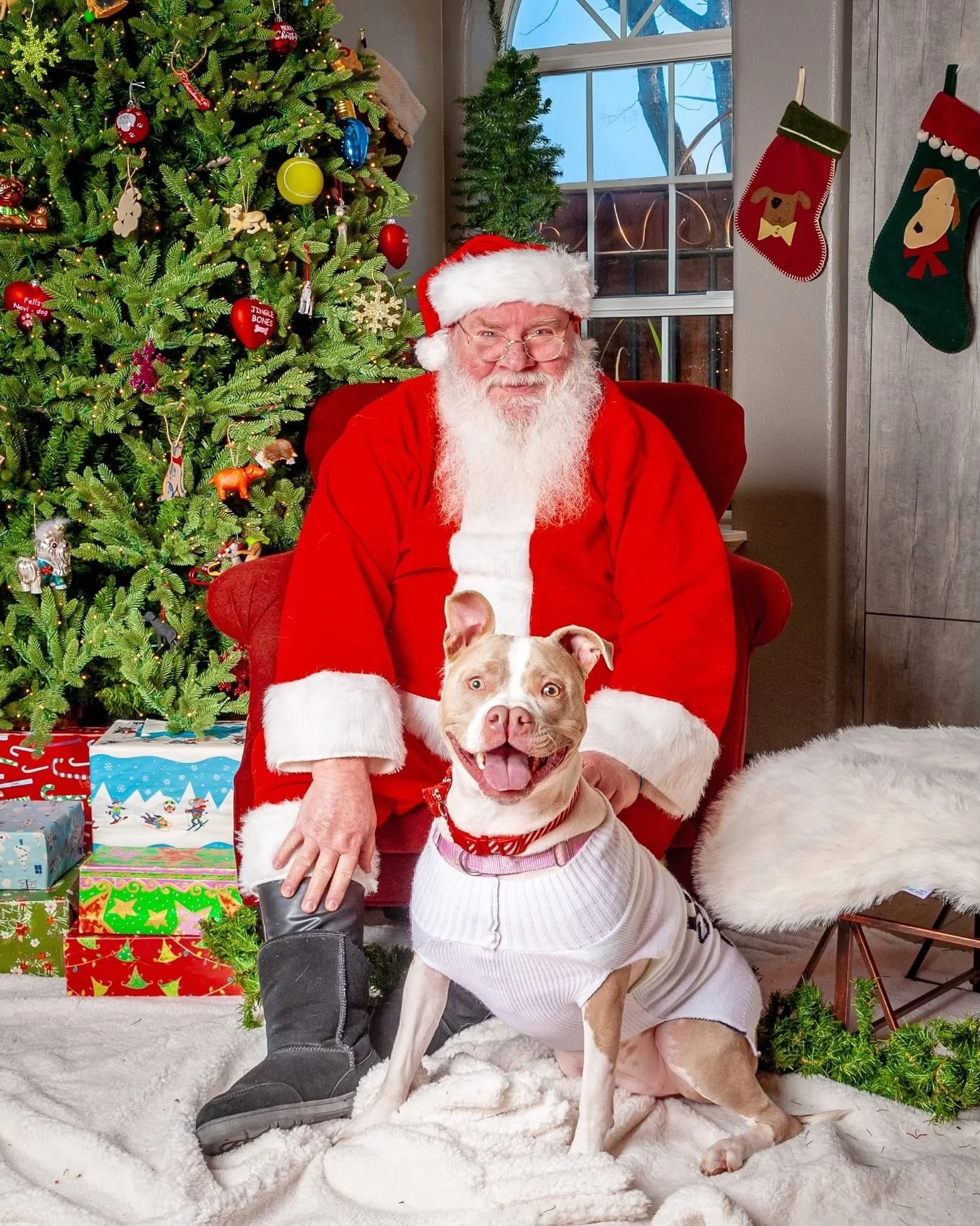 Santa is coming! Are you? Our annual HOWLIDAY OPEN HOUSE is this weekend!

🎄Sunday, December 7 from 1 to 5 pm.

⭐️ The Canine Connection RESORT at 10 Seville Court, Chico CA

🎅🏻Photos with Santa by Greenfield Pet Photography (reservations required