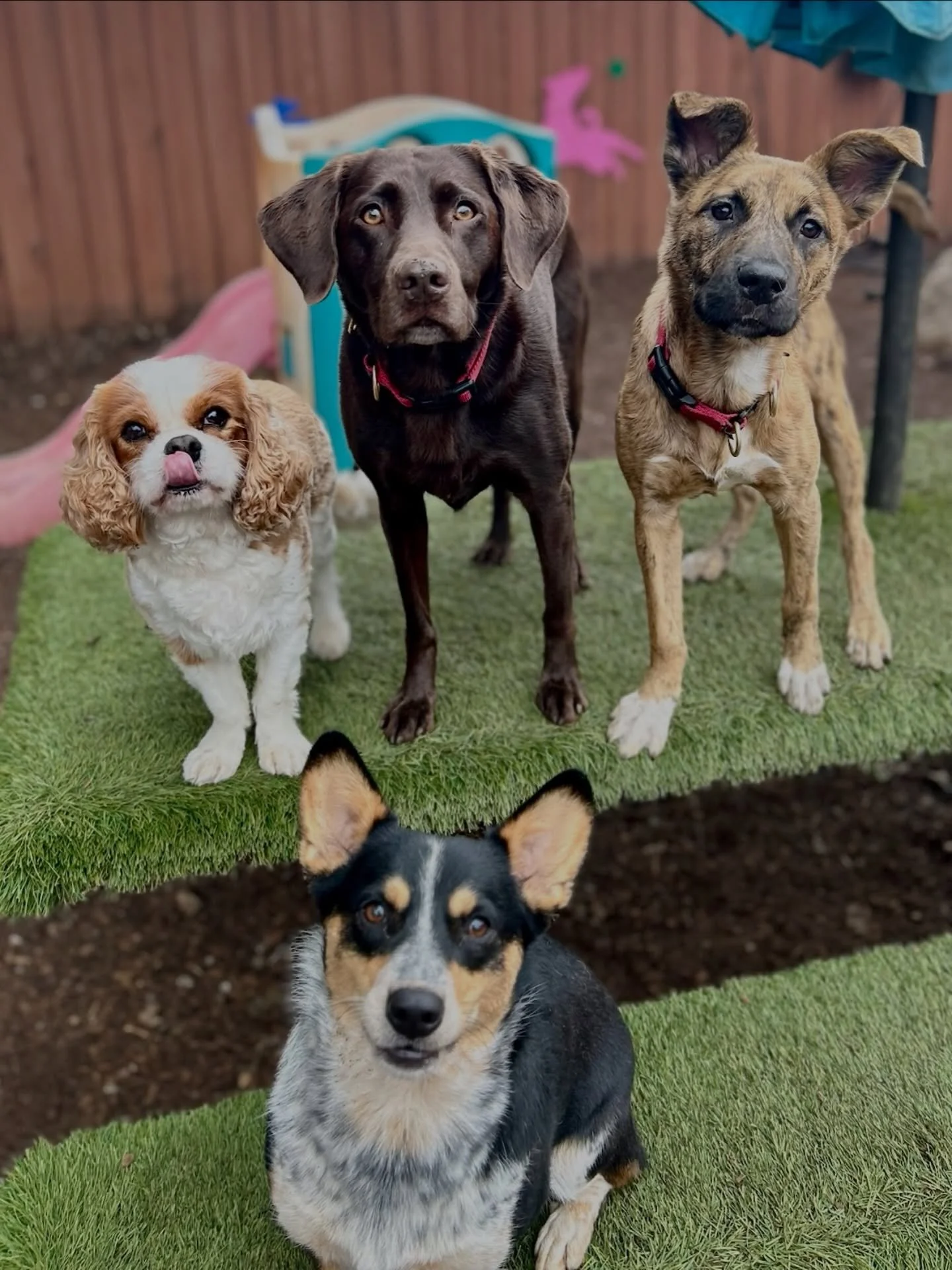 Your daily dose of cuteness! Happy Friday, everyone from our VIPs to yours!

#thecanineconnection #chicocanineconnnection #canineconnection