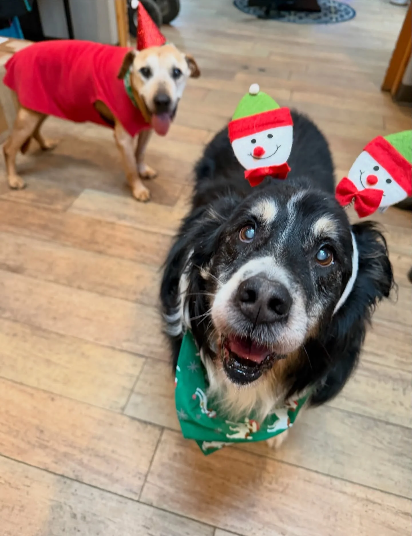 We have some very special elves helping us get ready for Sunday&rsquo;s HOWLIDAY Open House, Sarah&rsquo;s special senior friends, Coach and Rudy. They are both a little bit of naughty and a whole lot of nice! 

#howlidayopenhouse #thecanineconnectio