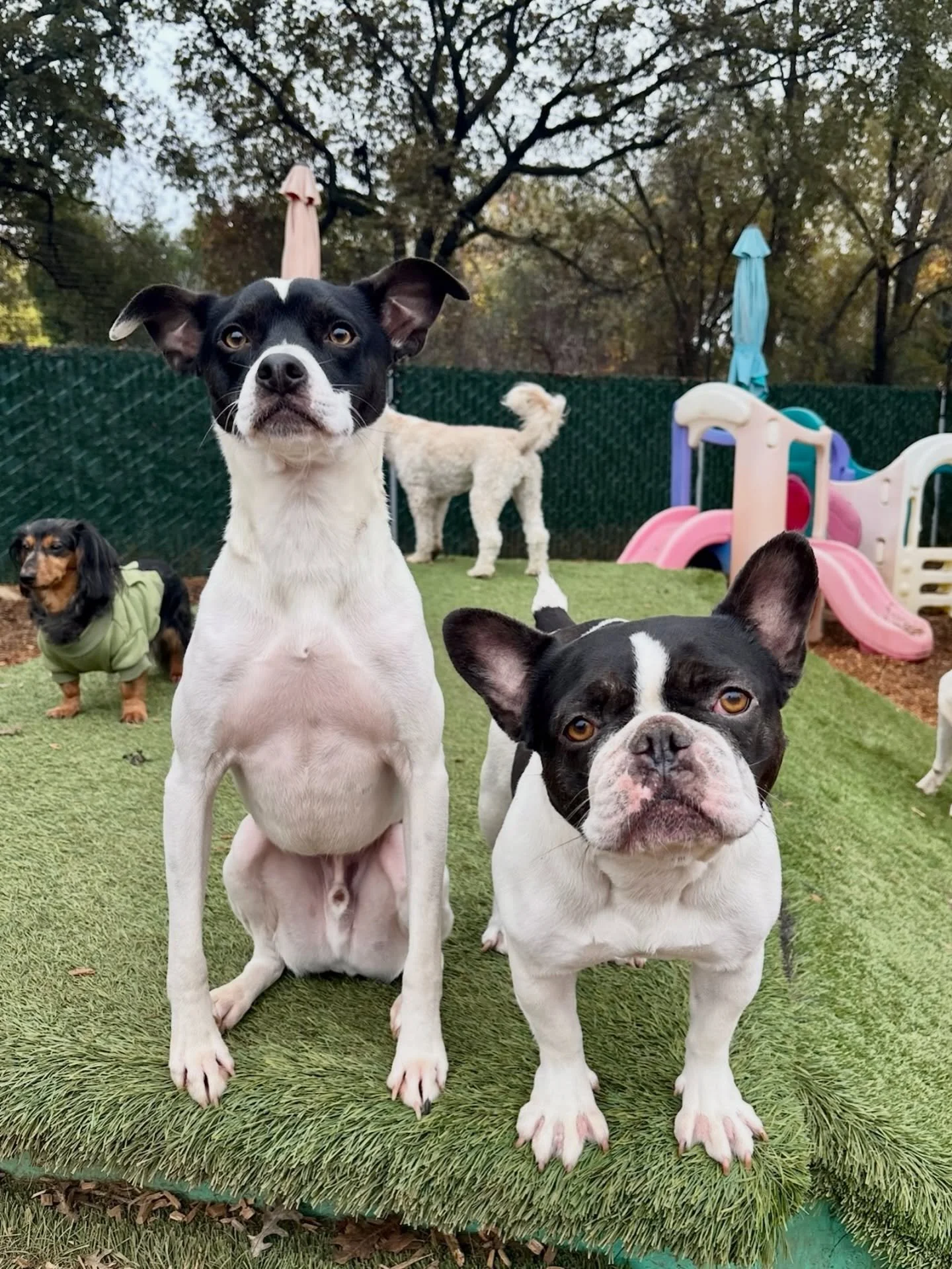 Lookalikes Milo and Olive send out a &ldquo;Happy Wednesday!&rdquo; to all! 

#thecanineconnection #canineconnection #chicocanineconnection #dogresort #dogenrichment #dogsofthecanineconnection