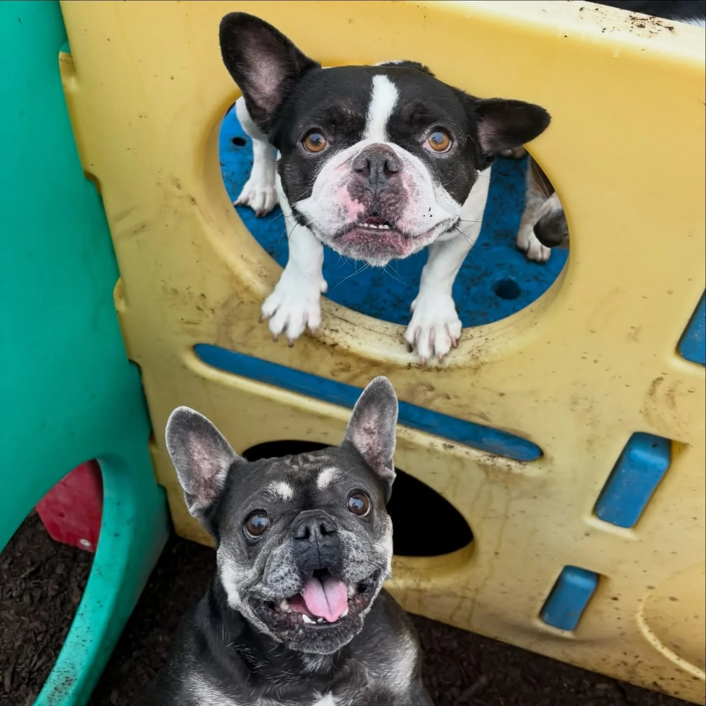 Lookalikes Olive and Bella Jean. Happy Thursday! #thecanineconnection #chicocanineconnection #canineconnection #chico #dogresort #dogenrichment #dogdaycare #dogsofthecanineconnection