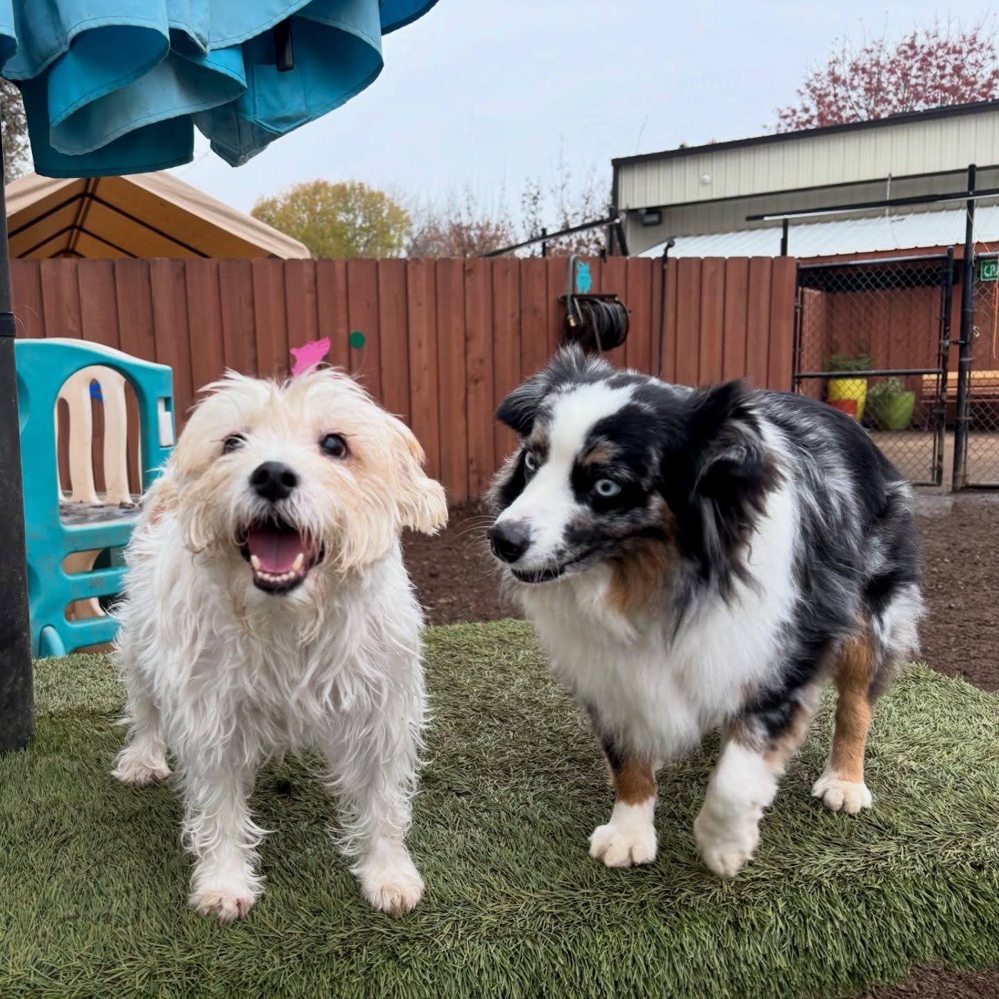 Fergie is back! And her new friend, Gizmo, approves! #thecanineconnection #dogsofthecanineconnection