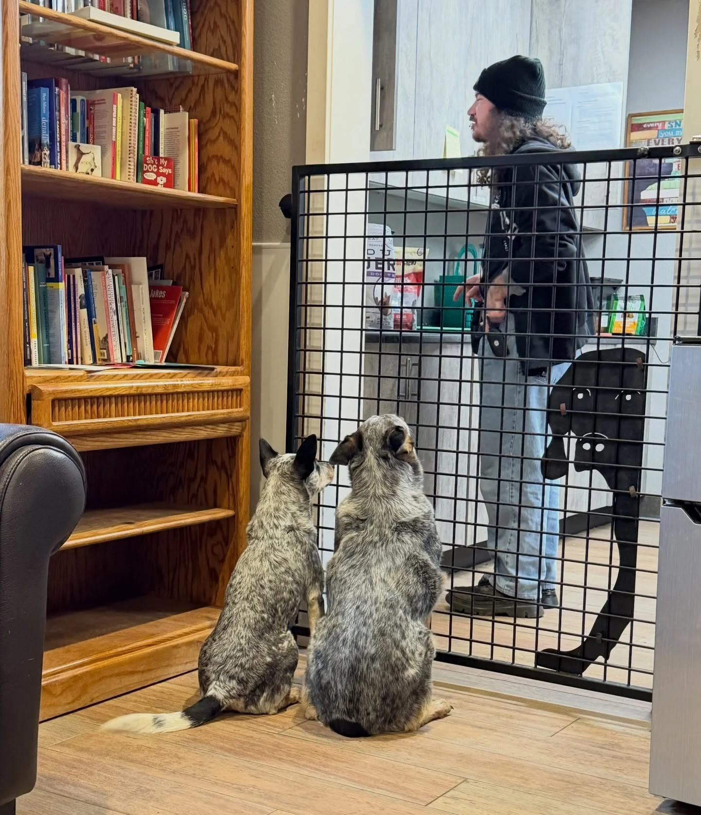 Patient Cattledogs, VIPs Lilah and Sofie.  #cattledog #thecanineconnection #chicocanineconnection #canineconnection #dogresort #dogsofthecanineconnection #chico