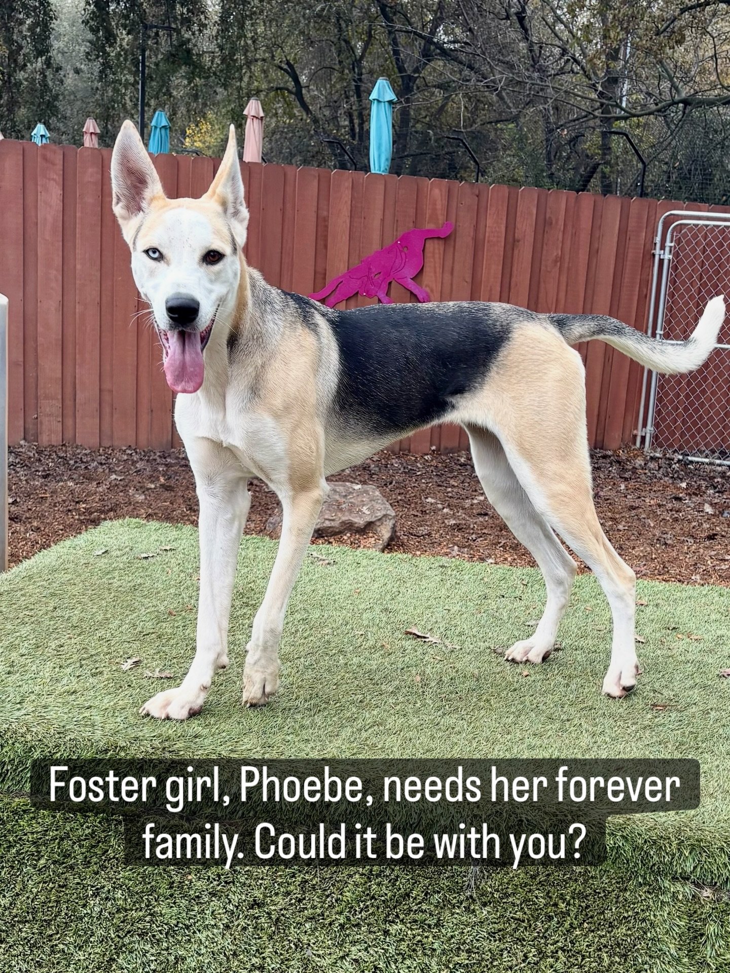 We love fostering dogs and do so whenever we can. Phoebe is one of our fosters and, while we love her to the moon and back, we so want her to find her forever home. She has been living in a home with a member of our training team, is a regular at our