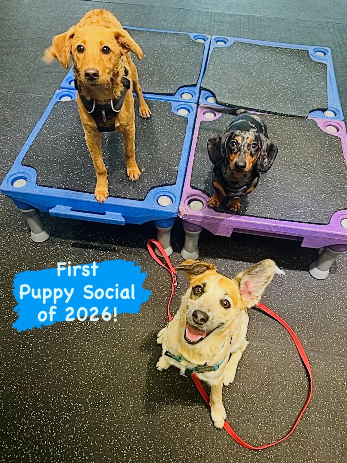 DOG(s) OF THE DAY - 1/3/26. We thought we&rsquo;d start something new in 2026 - or actually, it&rsquo;s a revival of something we used to do&hellip; a daily feature of a dog - or dogs - who are part of our Canine Connection community. 

Today&rsquo;s