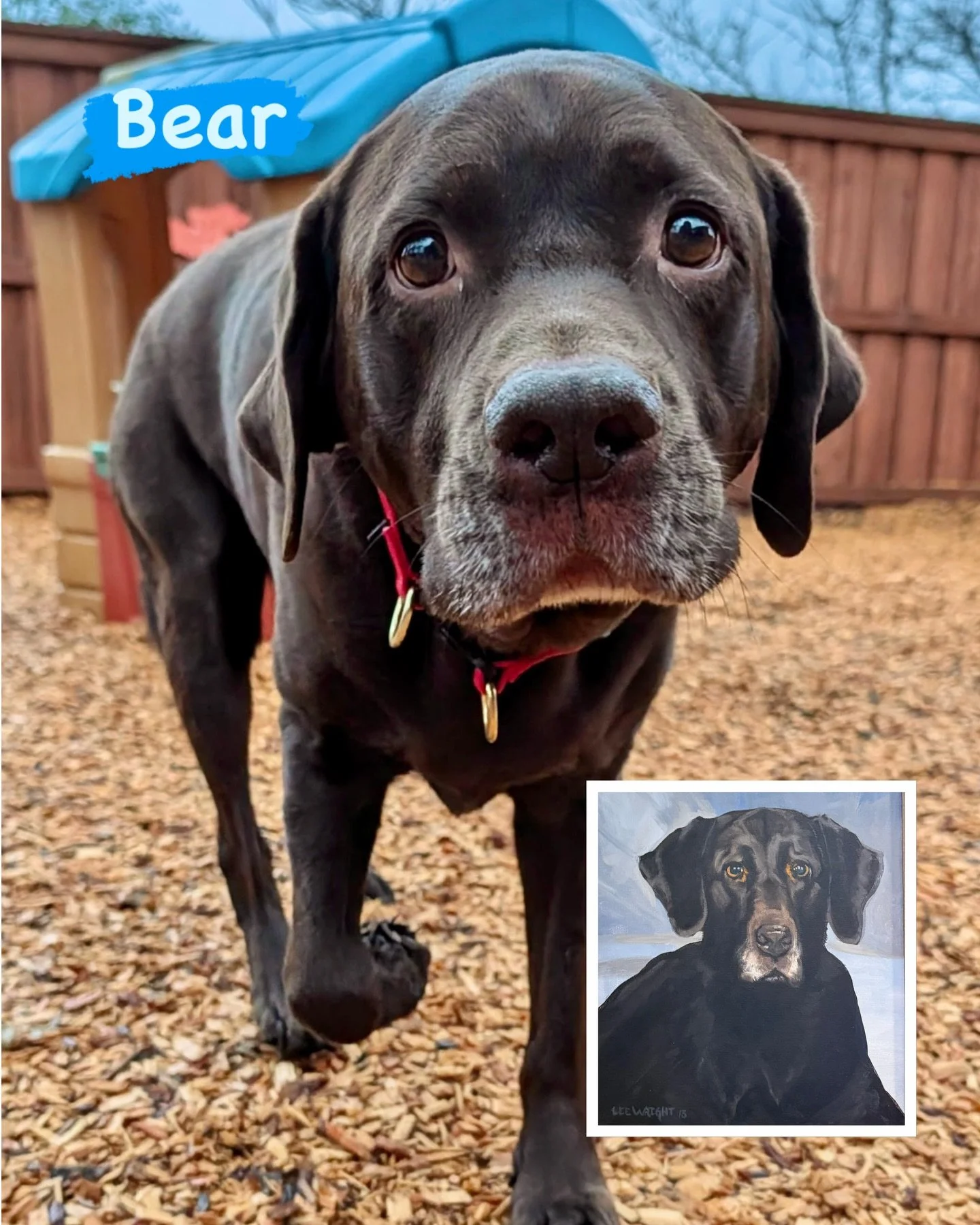 DOG OF THE DAY - 1/4/26. Bear is one of current VIPs (Very Important Pooches) vacationing at our resort. He&rsquo;s a 7 year young chocolate Labrador Retriever who is a member of our &ldquo;Mature and Mellow&rdquo; social group. A friend to all, Bear