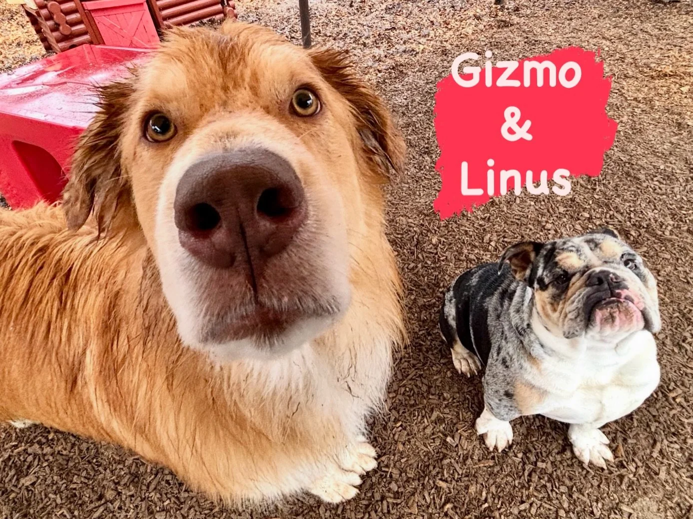 DOG(s) OF THE DAY! 1-5-26. We thought it would be fun to feature two &ldquo;brothers,&rdquo; VIPs (Very Important Pooches) who are regular guests at our enrichment daycare. Gizmo (left) is the big brother (obviously!) and Linus is his darling, little