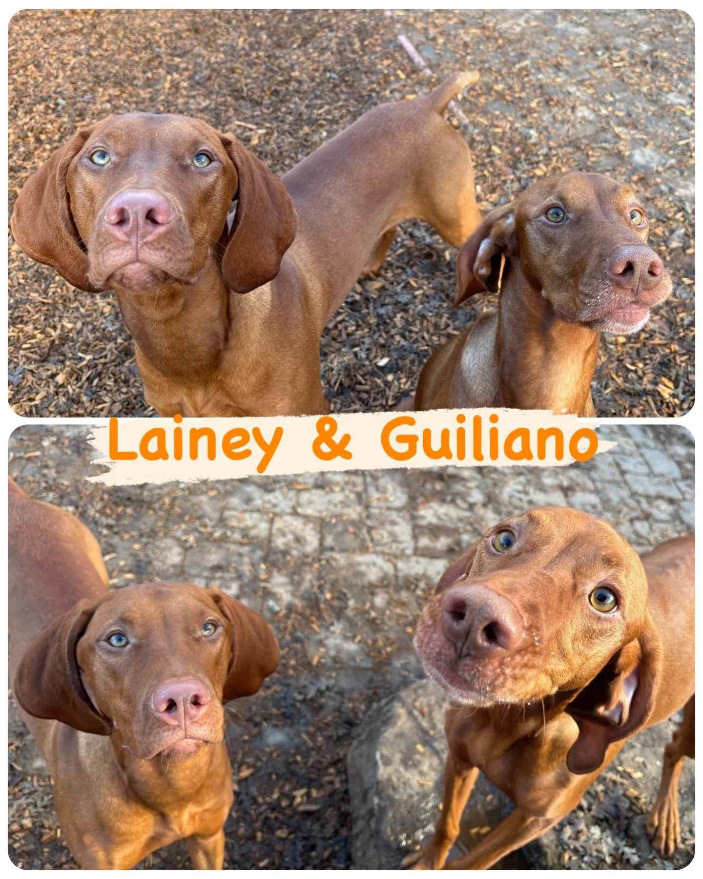 DOG(s) OF THE DAY! 1-7-26. As I often say, the only thing better than one of something great is two, and today we had not one but two amazing Vislas hanging out with us, and each other, at our enrichment resort. 

Meet Lainey and Giuliano! Lainey (th
