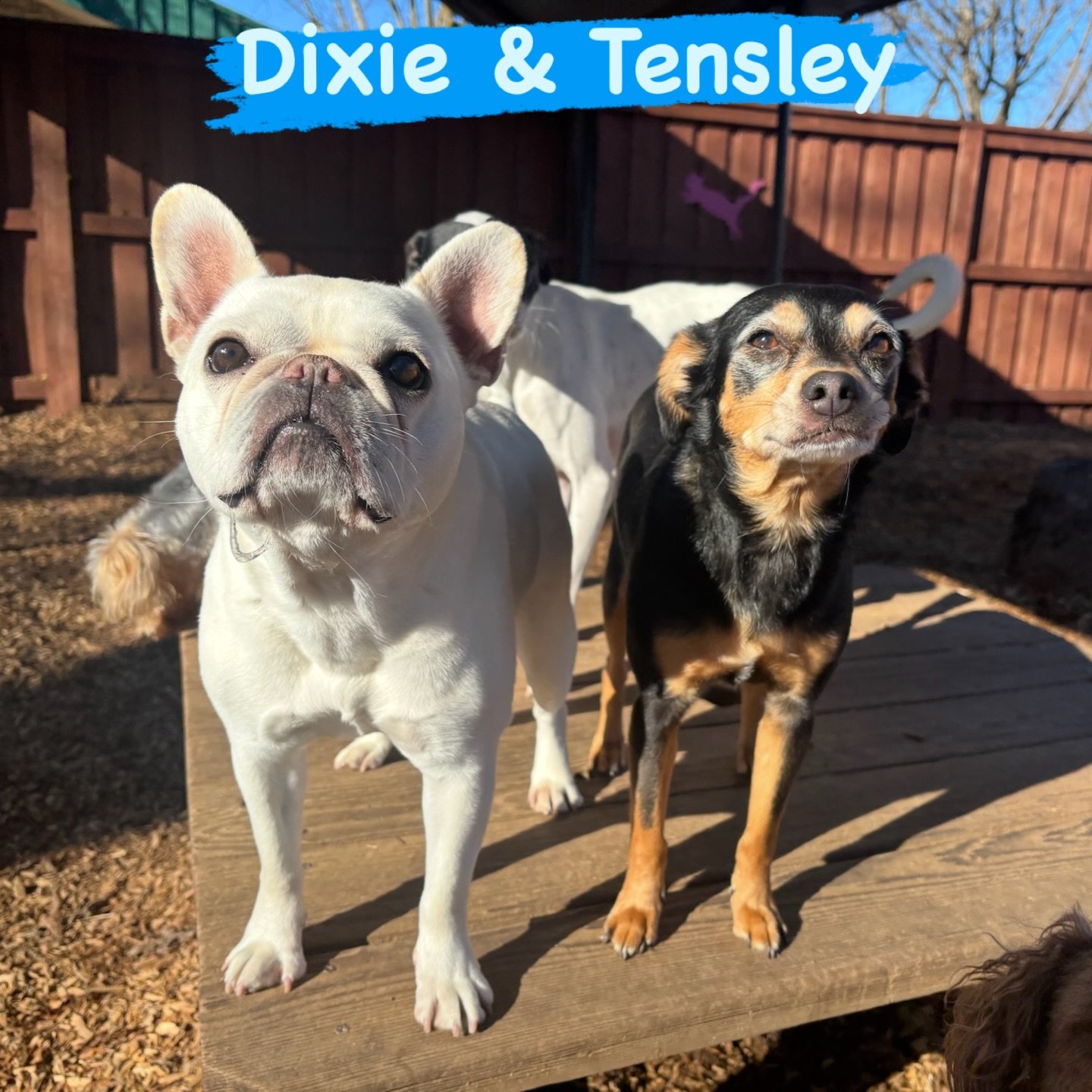 DOG(s) OF THE DAY! 1-8-26. These two lovely VIPs, Dixie (left) and Tensley (right) bring a certain sophisticated elegance to our enrichment daycare program. They are both mature and calm, serving as great mentors for the younger set. While both girls