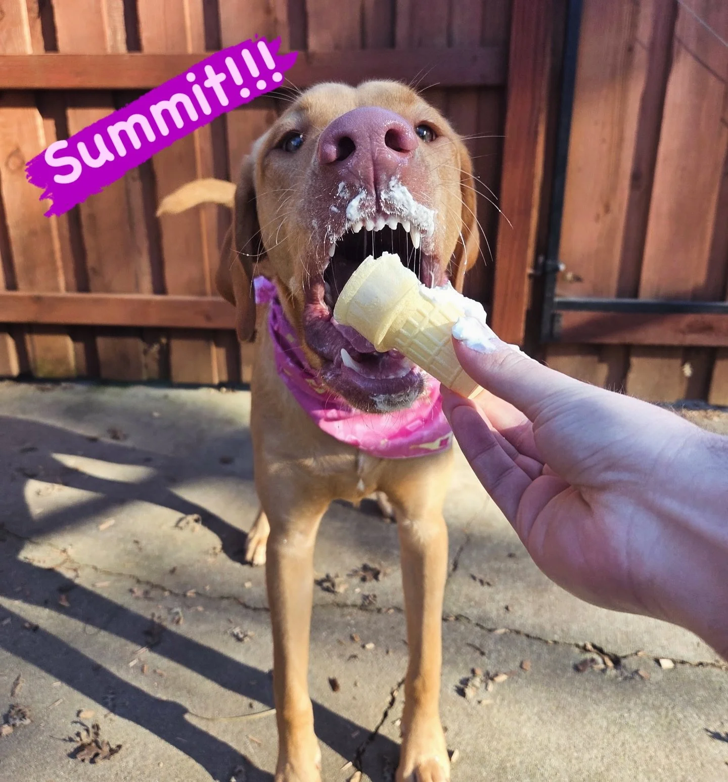DOG OF THE DAY! 1-9-26. VIP Summit (!!!), who celebrated his first one-year birthday today, is so full of happy energy that it&rsquo;s near impossible to type his name without adding !!! to it!!! Summit is such a lucky guy. He was adopted from Tehama