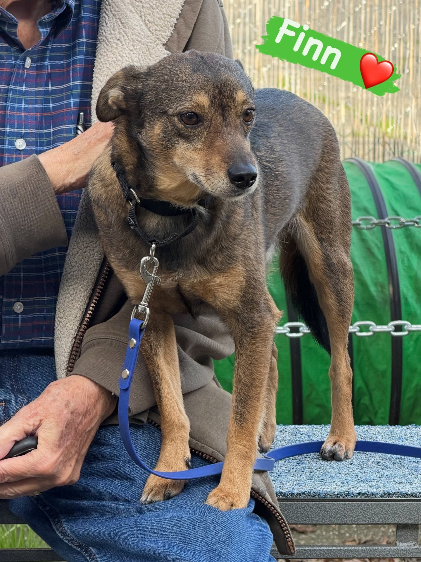 DOG OF THE DAY! 1-10-26. Finn is so special, sweet and loved.. by his parents and by us. He is very camera shy so when I snapped this lovely photo of him at our Shy Dog Social today, I knew I had to choose him as our featured dog of the day.

Finn is