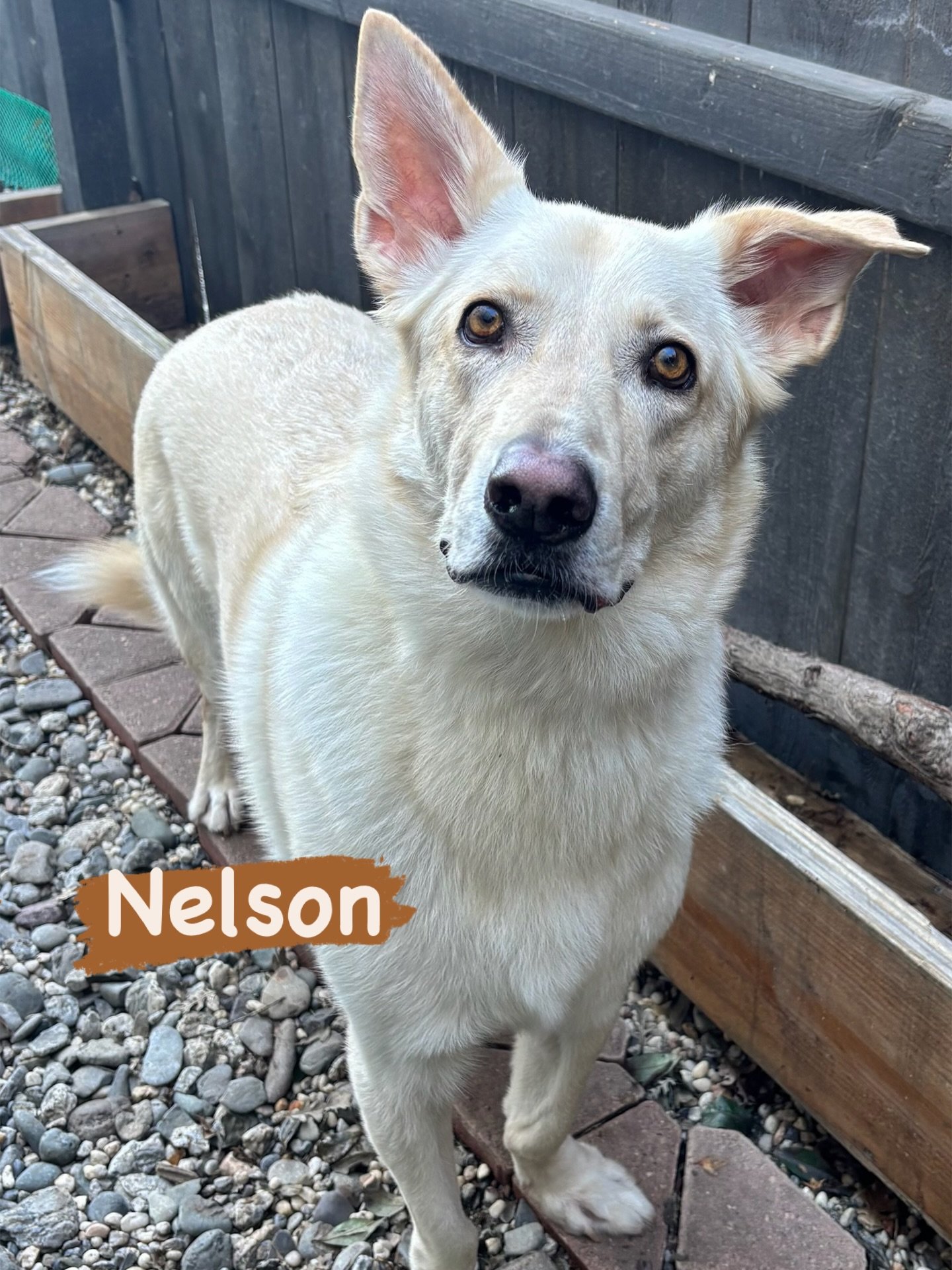 DOG OF THE DAY! 1-12-26. Nelson is a very lucky and loved dog. Once upon a time (several years ago) he was a resident of a Tahoe area shelter after having been found wandering in the mountain woods. Whatever brought Nelson to that point was clearly u