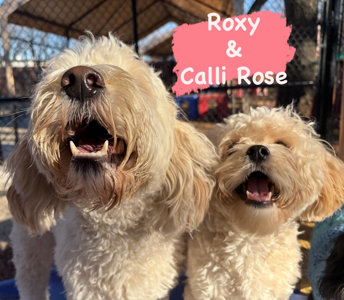 DOG(s) OF THE DAY. 1-13-26. Roxy and Calli Rose are two of our darling daycare divas. They are as fun and playful as they are cute! 

#thecanineconnection #canineconnection #chicocanineconnection #dogoftheday  #dogresort