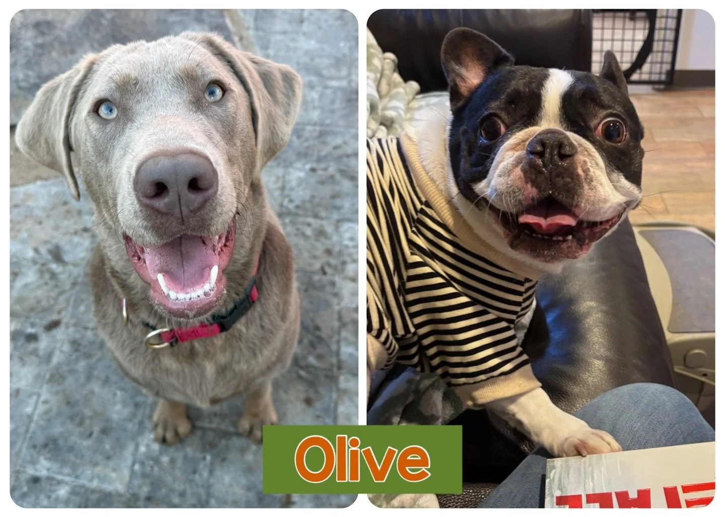 DOG(s) OF THE DAY. 1-14-26. The only thing better than one Olive is two! Meet two of today&rsquo;s PEP Camp VIPs, Olive and Olive. 

Labrador Olive is a newcomer to our program and is as delightful as can be. She started our enrichment daycare recent