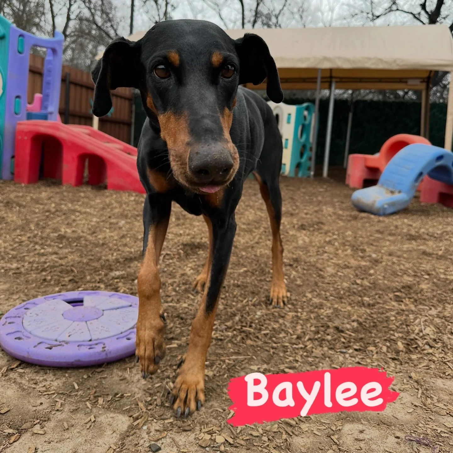 DOG OF THE DAY! 1-23-26. Beautiful Baylee has been a longtime VIP at The Canine Connection. She is an almost 8-year old Doberman who loves her enrichment activities. Like many dogs (and many people, too!), Baylee has her own, signature quirks. One of