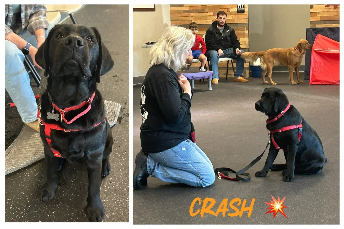 DOG OF THE DAY! 1-24-26. Meet Crash, an amazing black lab youngster. 

Crash is truly labradorable in every way. He is very social, sweet and smart. And he is one really lucky dog because he has a family that is fully committed to making the very mos