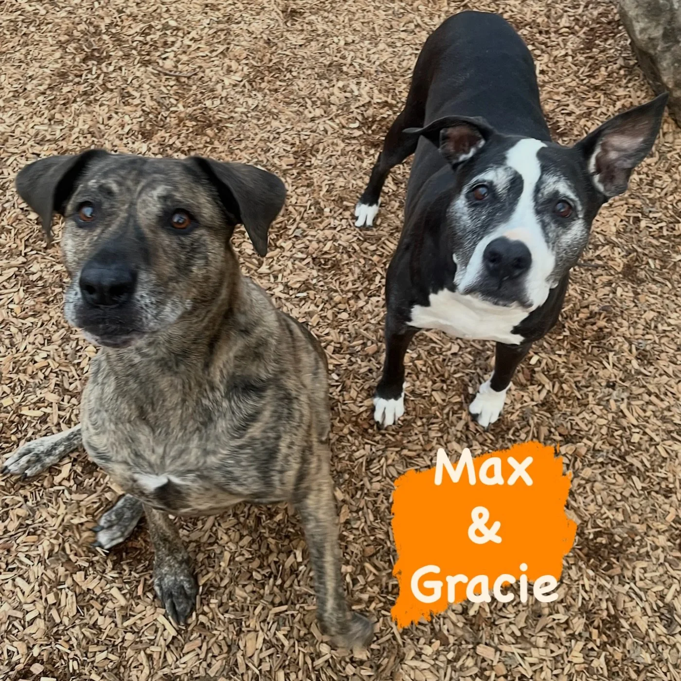 DOGS OF THE DAY! 1-25-26. Meet Max (on left) and his older sister, Gracie. Gracie, who is almost 13 years old and Max, who is almost 10 years old, have been part of our Canine Connection community since they were pups. As they have matured over the y