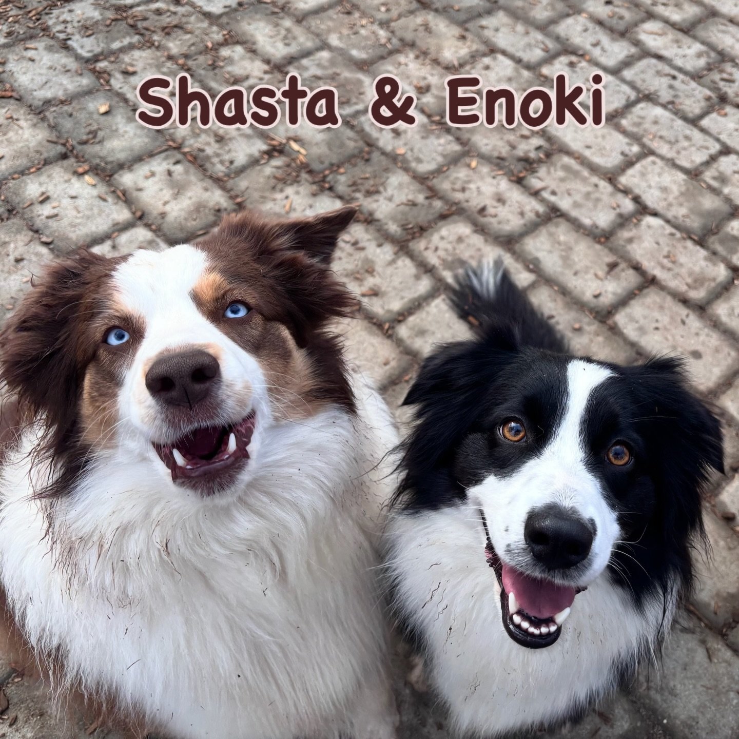 DOGS OF THE DAY! 1-28-26. Shasta (left) and Enoki (right) are BFFs both in and out of PEP Camp. They love to play together when with us and also meet up for play dates at other times. While many of our VIPs (Very Important Pooches) have friends of ma