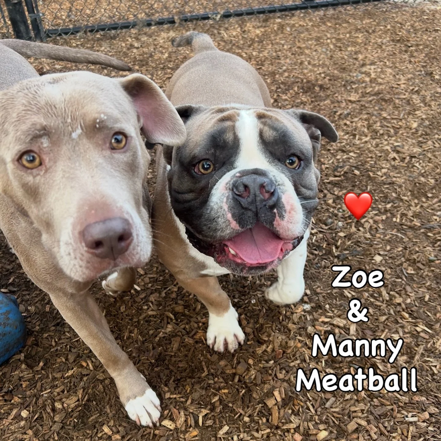 DOGs OF THE DAY! 1-30-26. Zoe (on left) and her little brother, Manny Meatball, are beloved VIPs in our group. While they are not biological siblings, they were reborn into their new, wonderful lives, together and with their loving parents, from the 