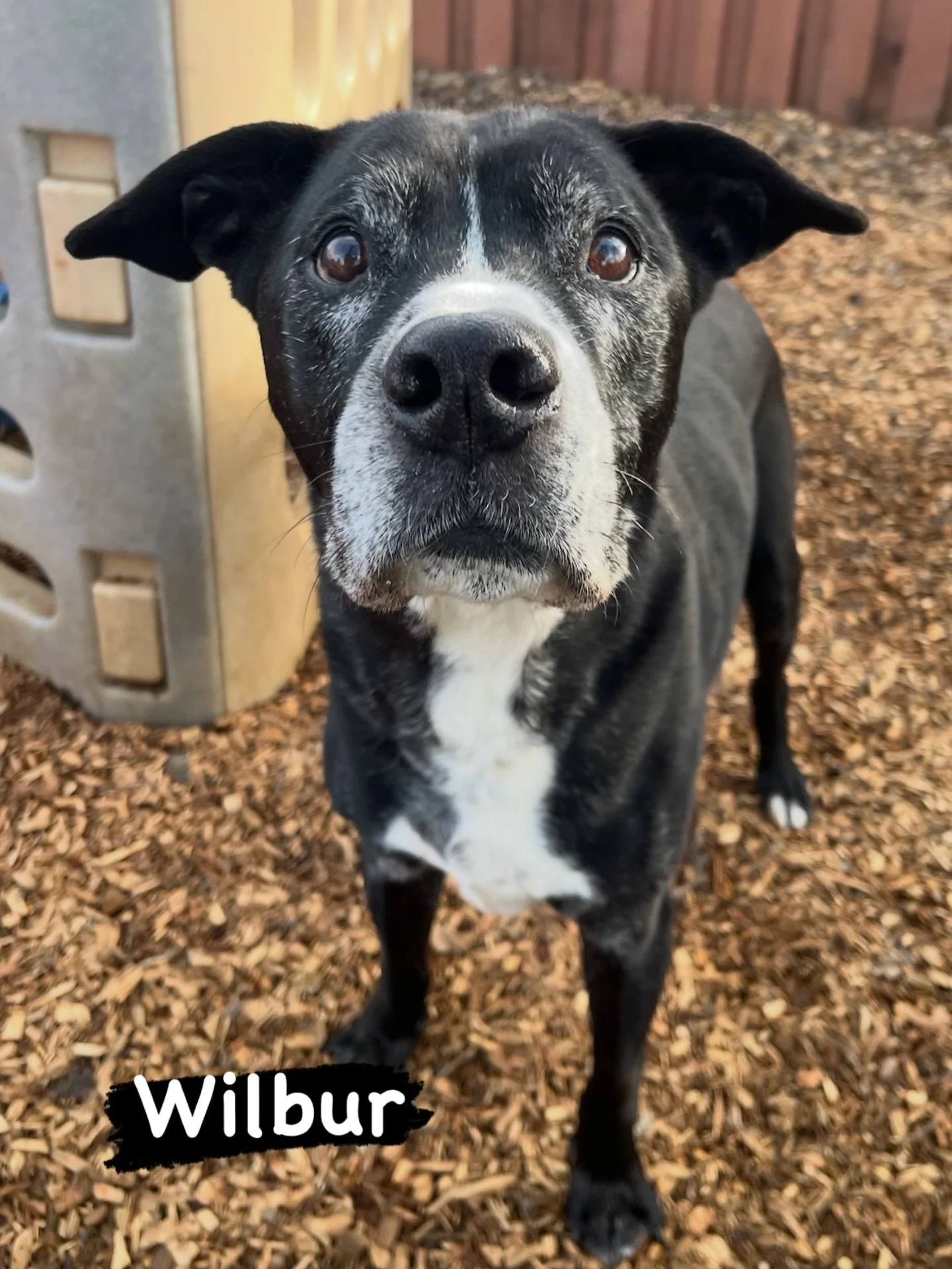 DOG OF THE DAY! 1-31-26. There isn&rsquo;t anything more wonderful in this world than senior dogs. They are the champions of the dog world because their very presence is a testament to their having learned to navigate our human world while forgiving 