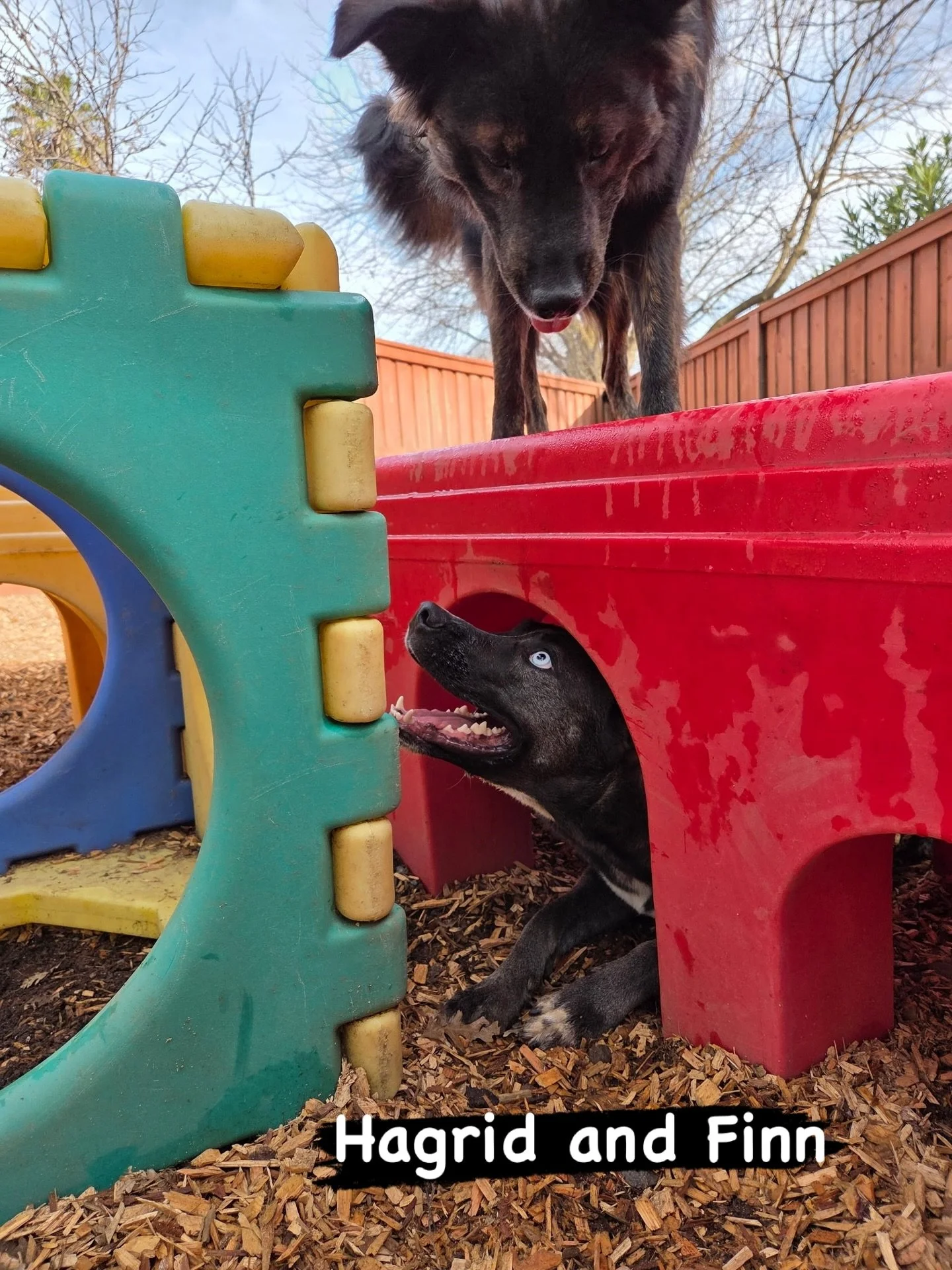 DOGs OF THE DAY! 2-1-26. Finn (above) and Hagrid (below) aren&rsquo;t just any two resort VIPs, they are two peas in a pod. These boys are about the same age, went through Puppy Kindergarten at about the same time, did some Continung Ed classes to ke
