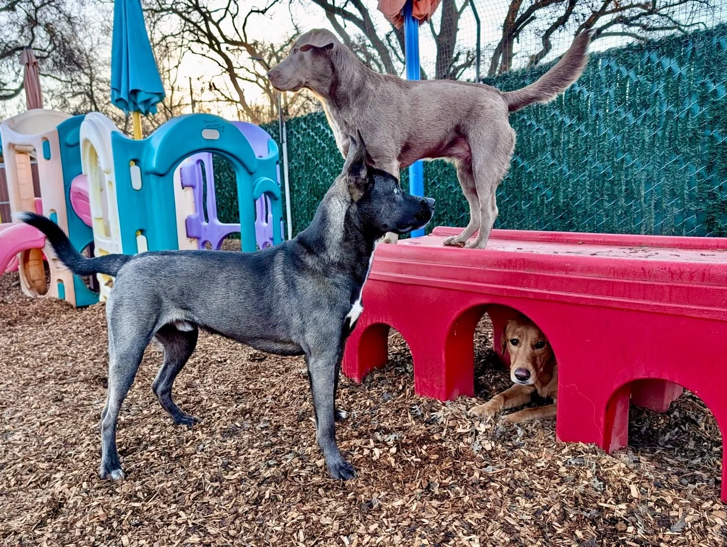 Squirrel patrol 🐿️. VIPS Hagrid, Olive, and Petra have it covered. 

#thecanineconnection #chicocanineconnection #canineconnection #chico #dogsofthecanineconnection
