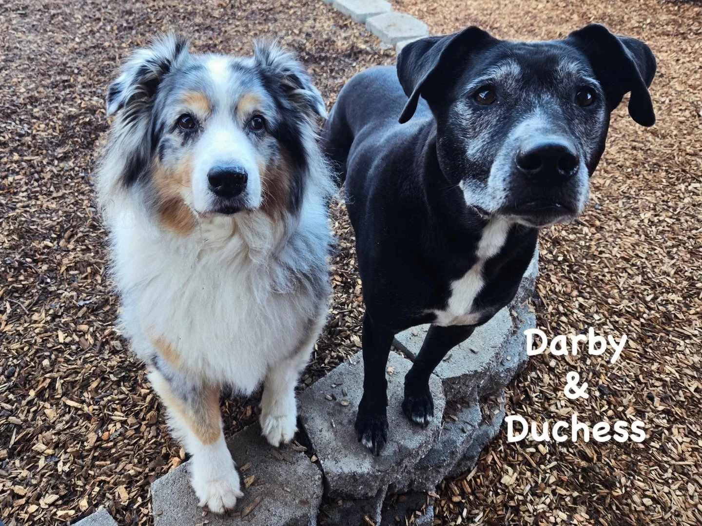 DOGs OF THE DAY! 2-2-26. Did we tell you how much we love the senior set? Meet Darby (left) and Duchess (right). Darby, who is 10.5 years young, is back for a vacation stay. He&rsquo;s been part of our world since he was a puppy and he still looks li