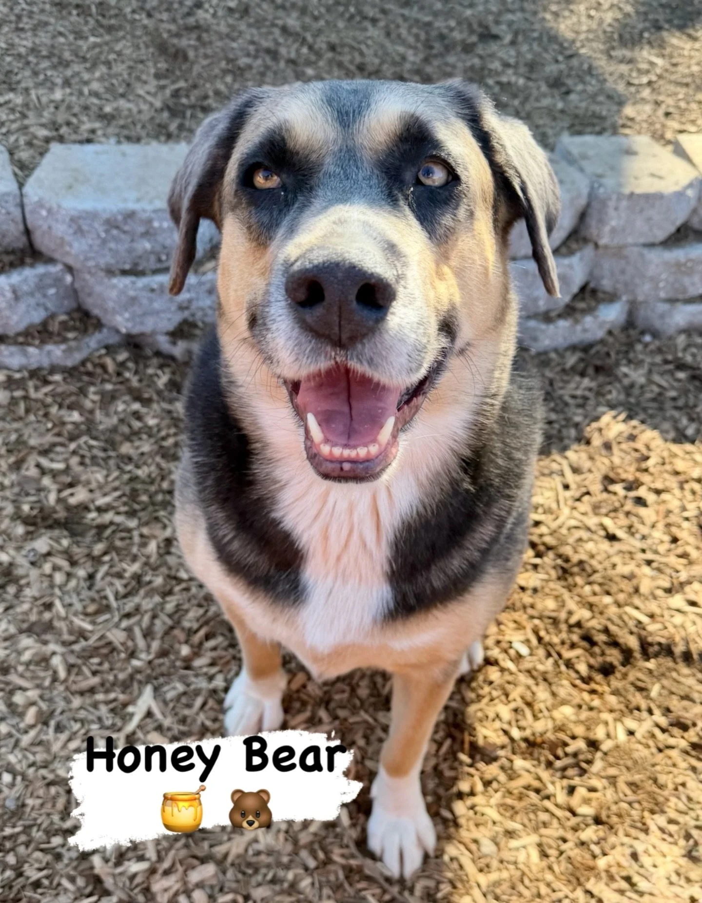 DOG OF THE DAY! 2-5-26. VIP Honey Bear is everything her name implies. She&rsquo;s as sweet as can be and the closest thing to a cuddly teddy bear in a dog form imaginable. Everyone who crosses her path falls in love with her. I mean, look at those e