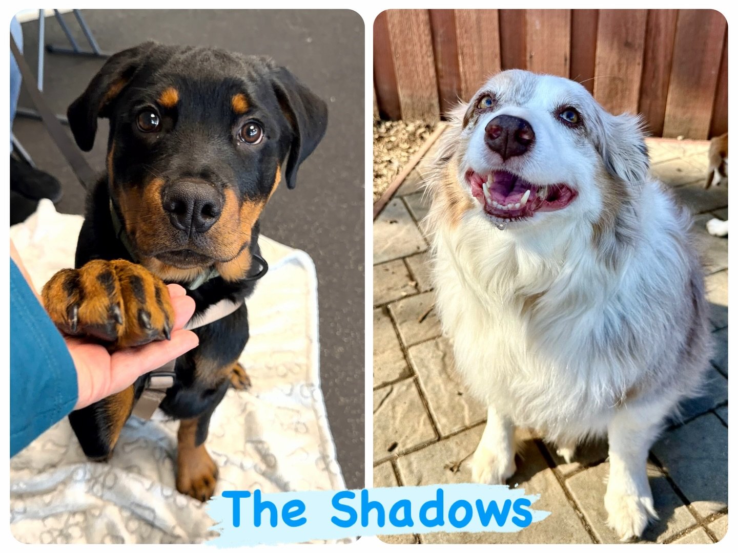 DOGs OF THE DAY! 2-6-26. The only thing better than one Shadow is two and it was a two Shadow day for us today at The Canine Connection! 

The super cute Shadow on the left is one of our academy students, enrolled in our Puppy Kindergarten curriculum