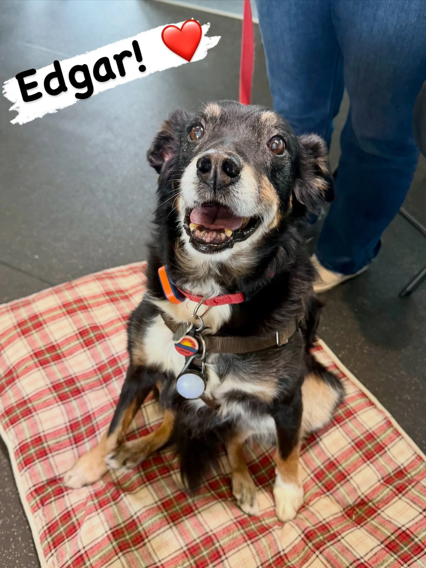 DOG OF THE DAY! 2-7-26. Edgar is such a special part of our Canine Connection family, and so is his mom, Marianne. Edgar and Marianne recently celebrated an important date - Edgar&rsquo;s two-year adoptaversary from Tehama Animal Shelter! Now, as you