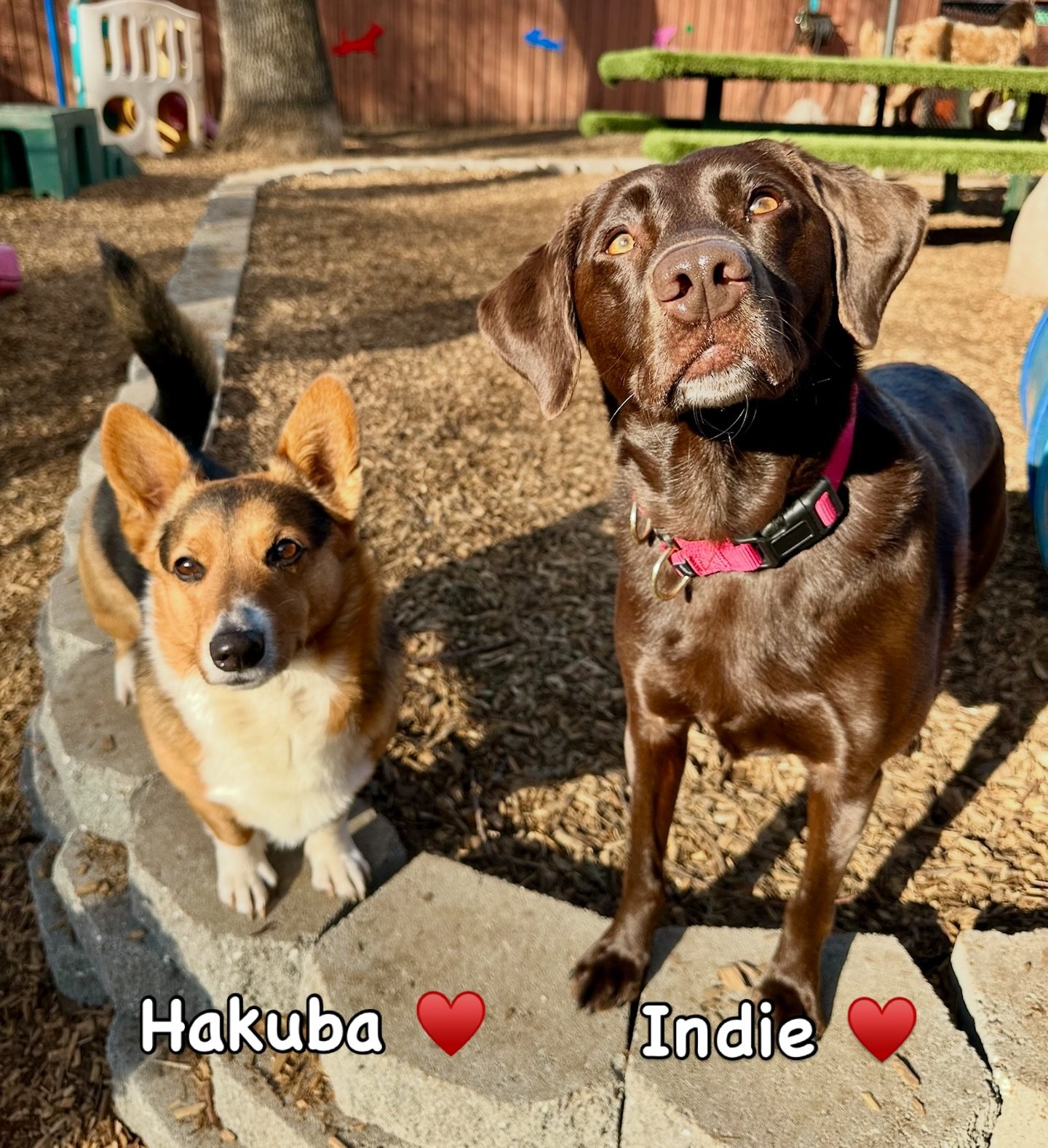 DOGs OF THE DAY! 2-8-26. As we begin the week of Valentine&rsquo;s Day, we thought it would be fun to feature some darling duos that enjoy their time together while with us. Here we have Hakuba and Indie, both frequent frolicers with us who have beco