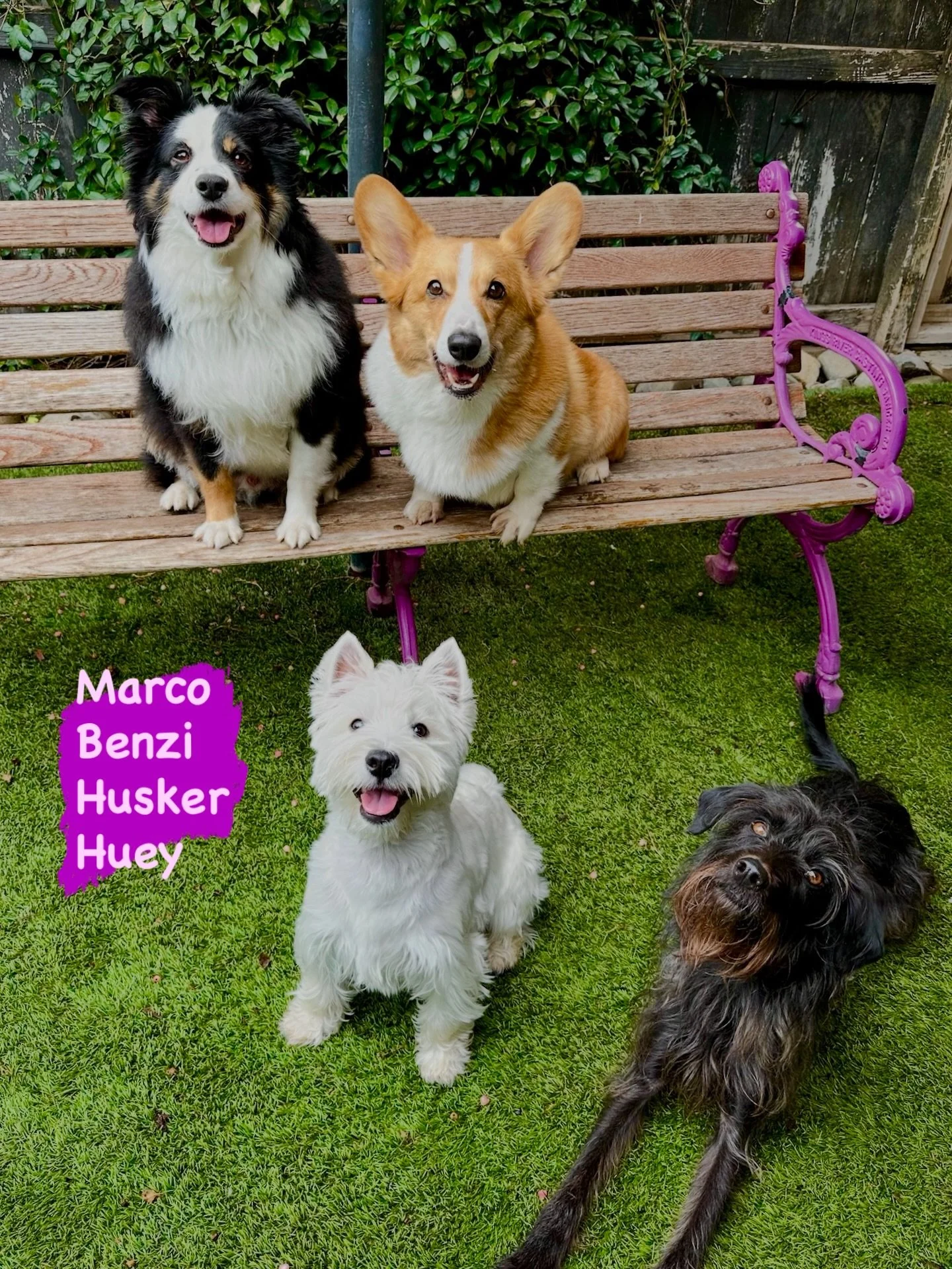 DOGs OF THE DAY! 2-10-26. What do you get when you combine a Mini Aussie (Marco), Corgi (Benzi), Westie (Husker), and an adorable, scruffy terrier mix (Huey)? You get the &ldquo;Rowdy Littles&rdquo; at PEP Camp. These four vibe well together with the