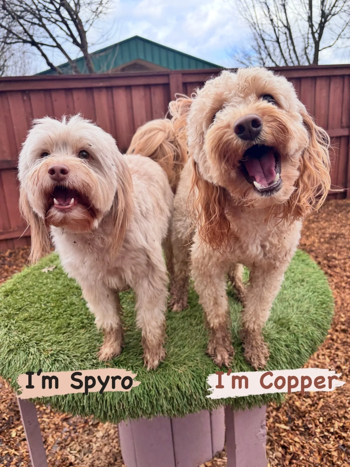 DOGs OF THE DAY! 2-11-26. Hi! We&rsquo;re Spyro and Copper. We&rsquo;re the featured dogs of today because we&rsquo;re so stinkin&rsquo; cute! We&rsquo;re also smart (yep, we&rsquo;re foundation class grads), fun (we tell each other and all our PEP C