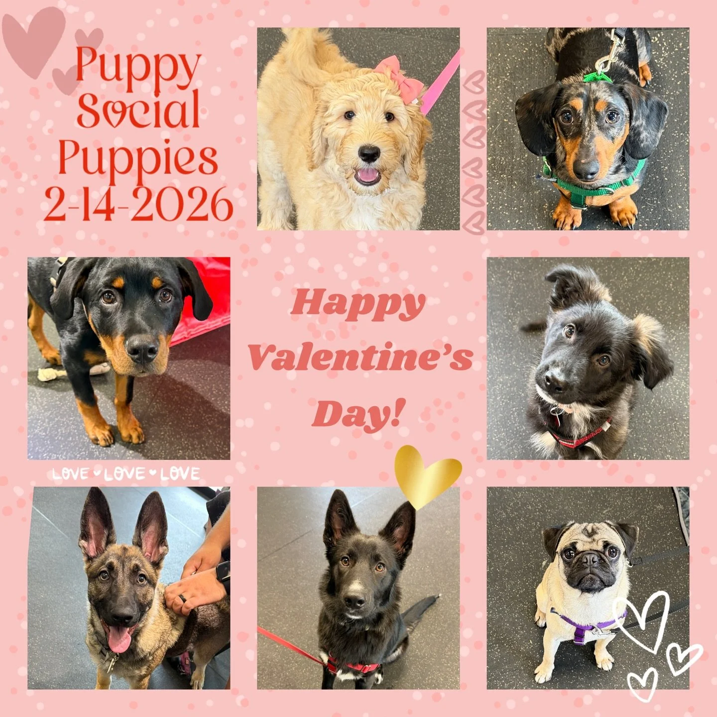 Happy Valentine&rsquo;s Day to all of you from all of us at The Canine Connection, including these adorable puppies who attended Puppy Social today! We hope your day has been filled with puppy love! 💕 🌷🌸🐾

#thecanineconnection #chicocanineconnect