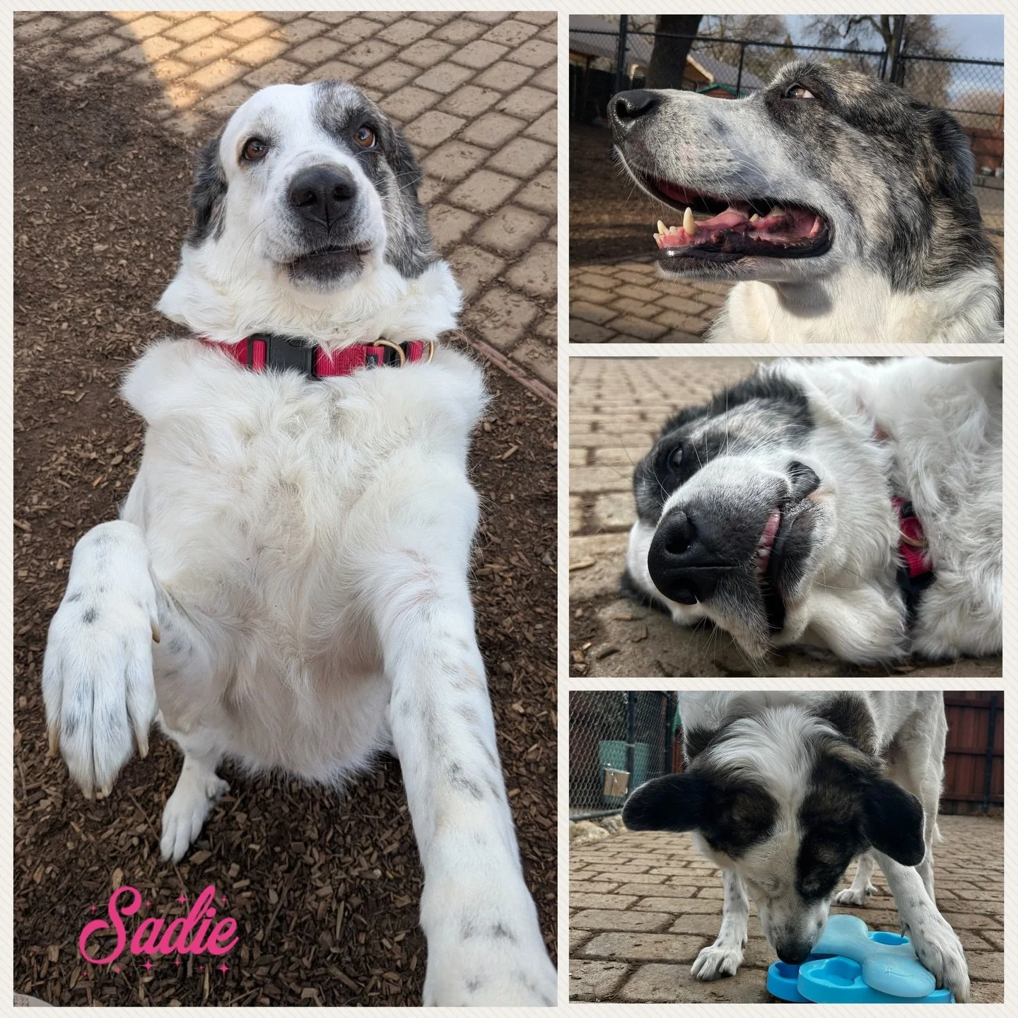 DOG OF THE DAY! 2-15-26. Dogs (or any creatures for that matter) don&rsquo;t get much sweeter than Sadie. This gorgeous Pyrenees mix was adopted by her loving family several years ago through Butte Humane Society. Her family enrolled her in private c