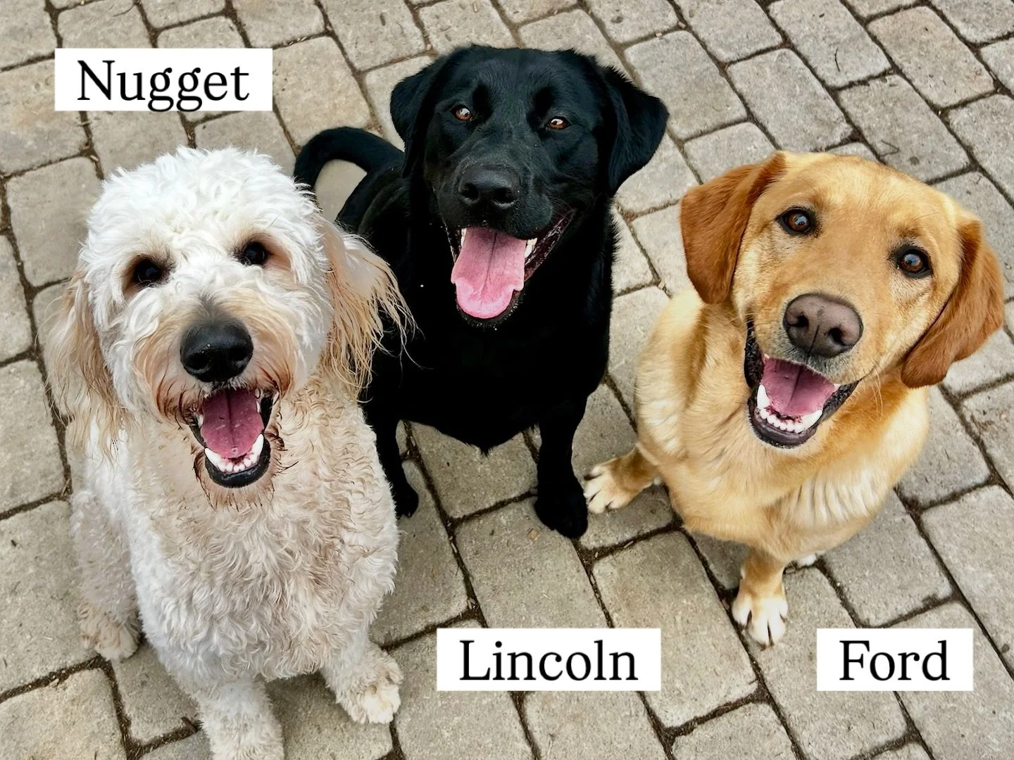 DOGs OF THE DAY! 2-16-26. It&rsquo;s President&rsquo;s Day and so it only seems right that our featured dogs today should include Lincoln and Ford. Both of these dogs have presidential roles at our resort. Ford, the Commander in Treats, runs a snack 
