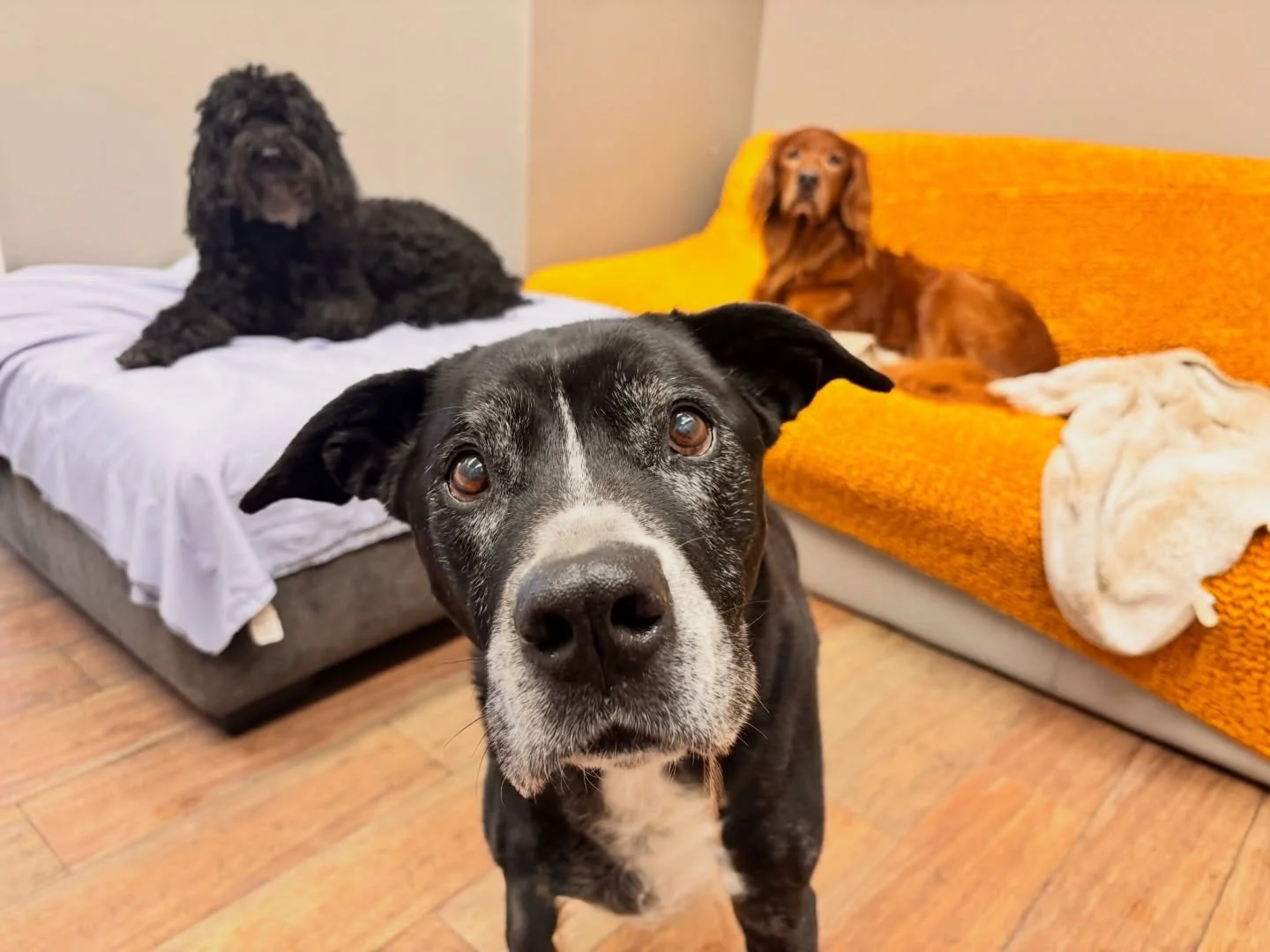 HAPPY MONDAY from Wilbur and his friends, Serena (left) and Charlie (right). These magnificent &ldquo;Mature and Mellow&rdquo; VIPs are staying warm and content on this drizzly day. What are your dogs doing today? 

#thecanineconnection #canineconect