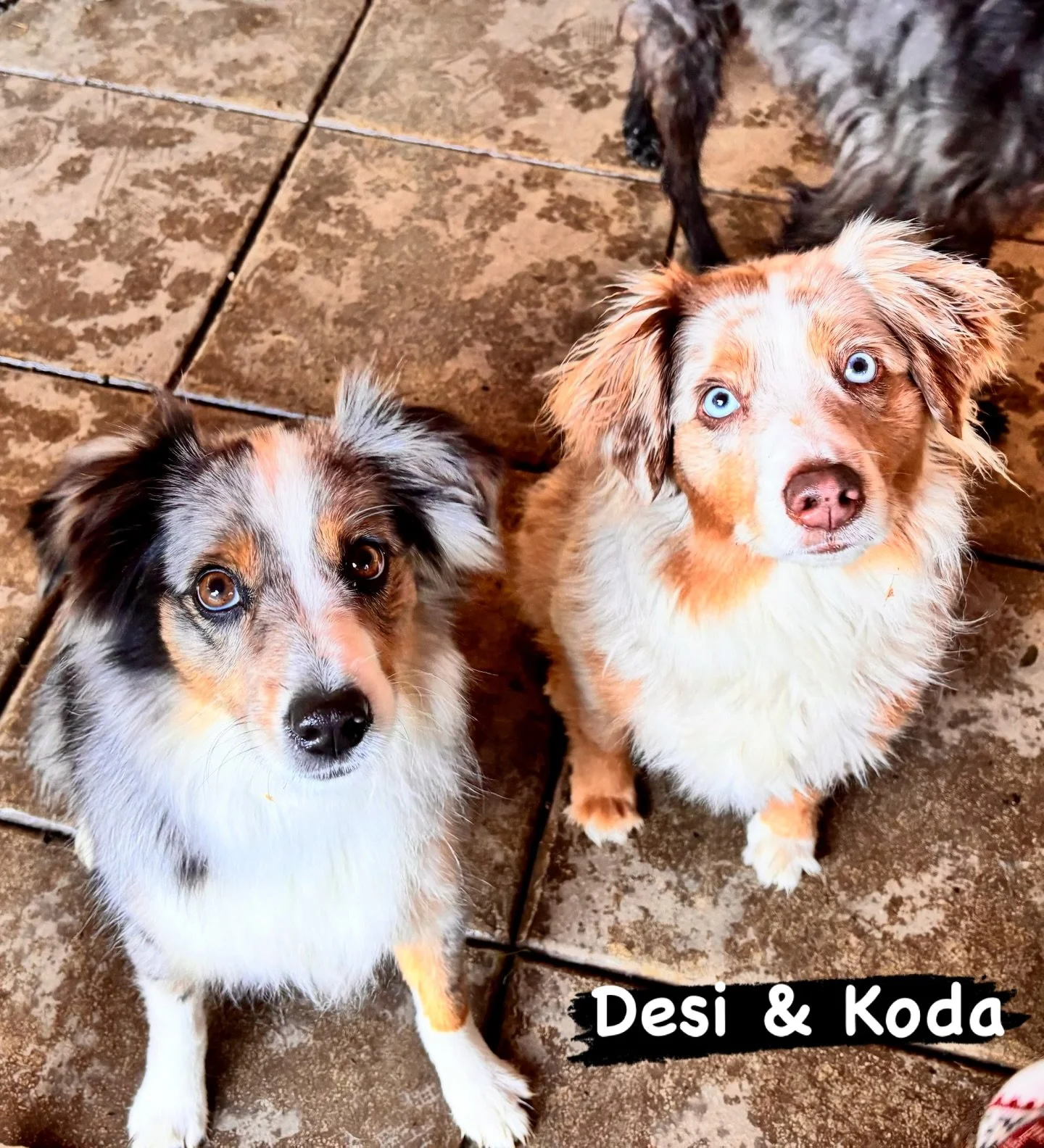 DOGs OF THE DAY! 2-17-26. Gosh, it was an aussiesome day today at our resort! Desi (left) and Koda (right) helped make it so. Both these darling mini aussies are members of &ldquo;The Littles&rdquo; social group at PEP Camp, our enrichment daycare. B