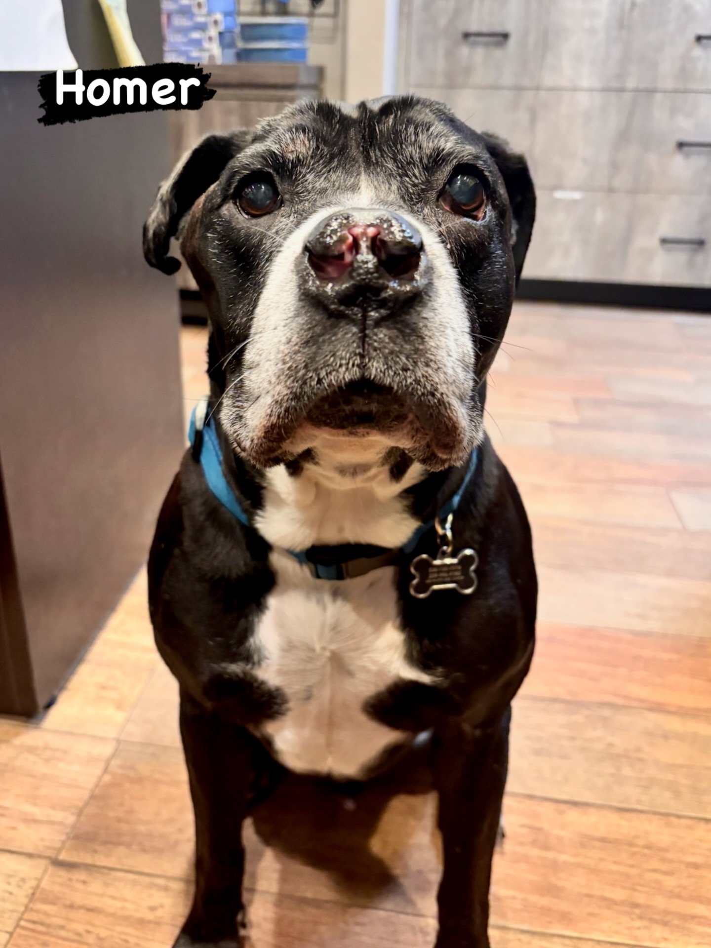 DOG OF THE DAY! 2-18-26. Today&rsquo;s featured dog, Homer, is an integral part of our Canine Connection story. Homer became our foster dog in the summer of 2024 when our team decided to give this senior guy from @chicoanimalshelter respite from shel