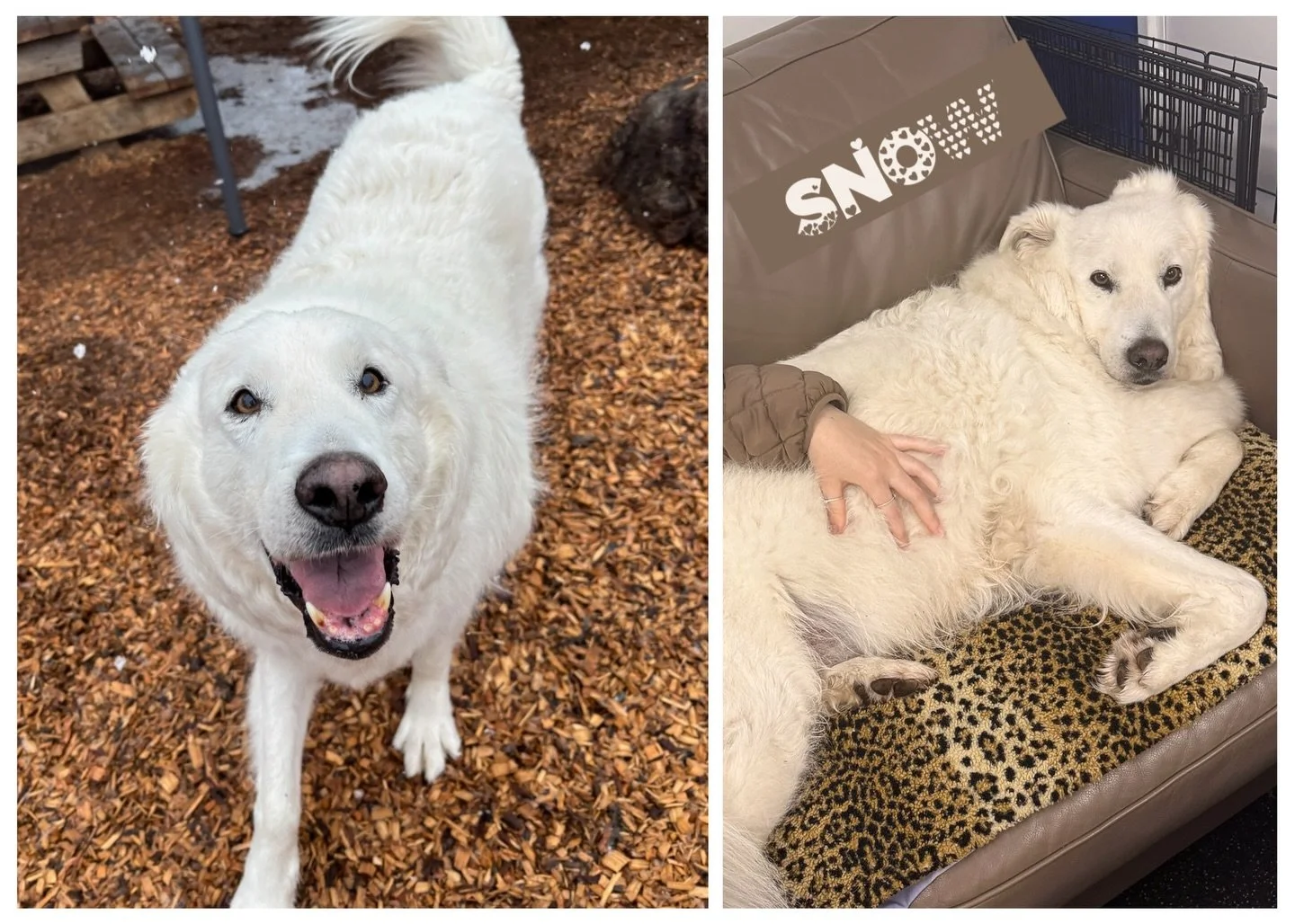 DOG OF THE DAY! 2-19-26. Today&rsquo;s featured dog has the name of the event of the day&hellip;. SNOW!! What a lovely sight to see those big flakes floating down in Chico. Snow was in his element!

Snow has a very special story because he has a very