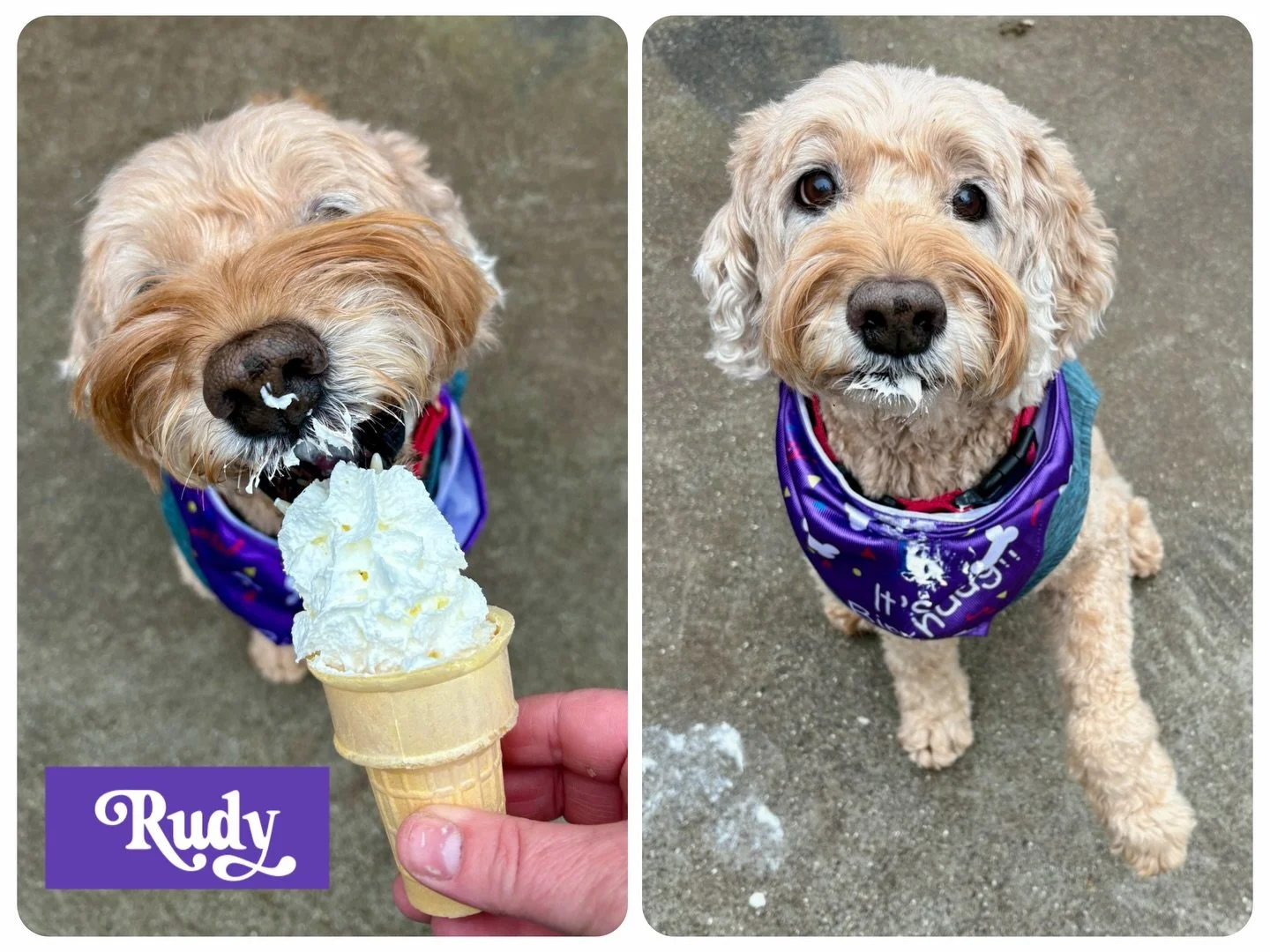 DOG OF THE DAY! 2-20-26. What a delight to celebrate Rudy&rsquo;s birthday today (a couple of days early). This darling doodle has been part of The Canine Connection since he was adopted as a pup, almost 13 years ago. We remember coaching and support