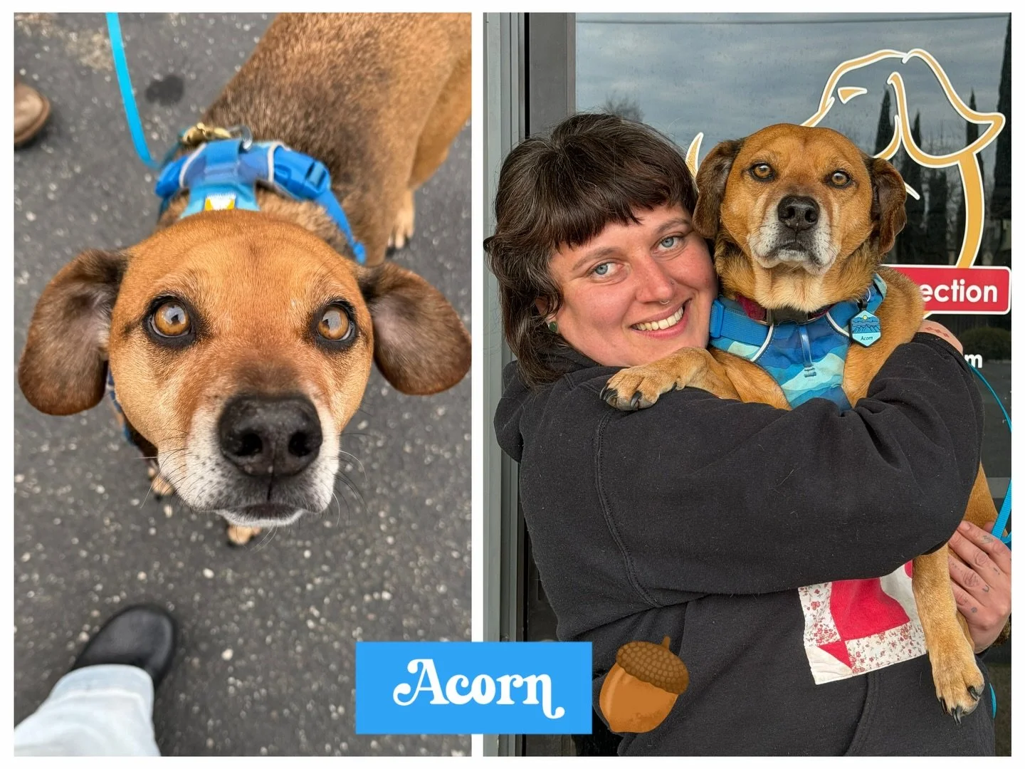 DOG OF THE DAY! 2-22-26. Acorn is a dog who changed the trajectory of his person, Anna&rsquo;s, life. And Anna is a member of our training team whose support of dogs and their people has changed their lives. So it&rsquo;s not an understatement to say