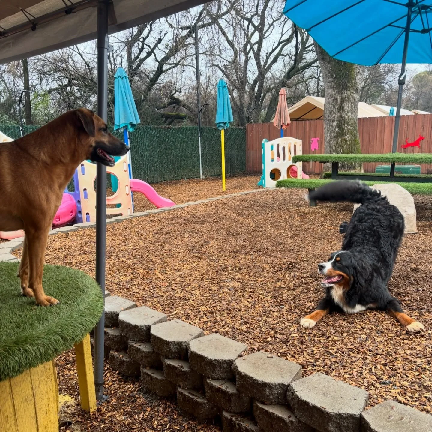 Watson is a great big flirt! She pulls out all the moves when she wants to get Finn to play with her! This girl has style!
