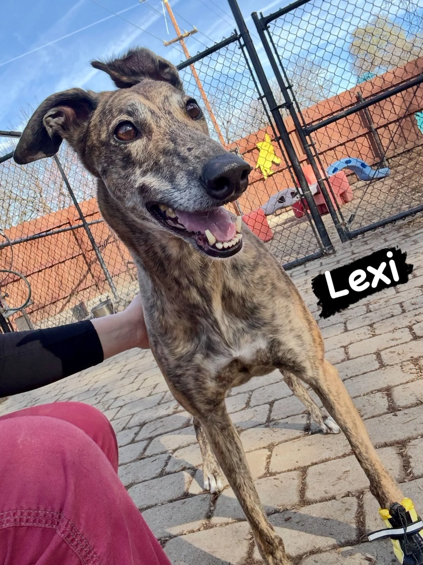 DOG OF THE DAY! 2-26-26. Lexi is a retired racing greyhound who was originally an Aussie. Say what?! You mean once upon a time she was an Australian Shepherd? Not quite. Lexi actually came to the U.S. from Australia. Through an international effort, 